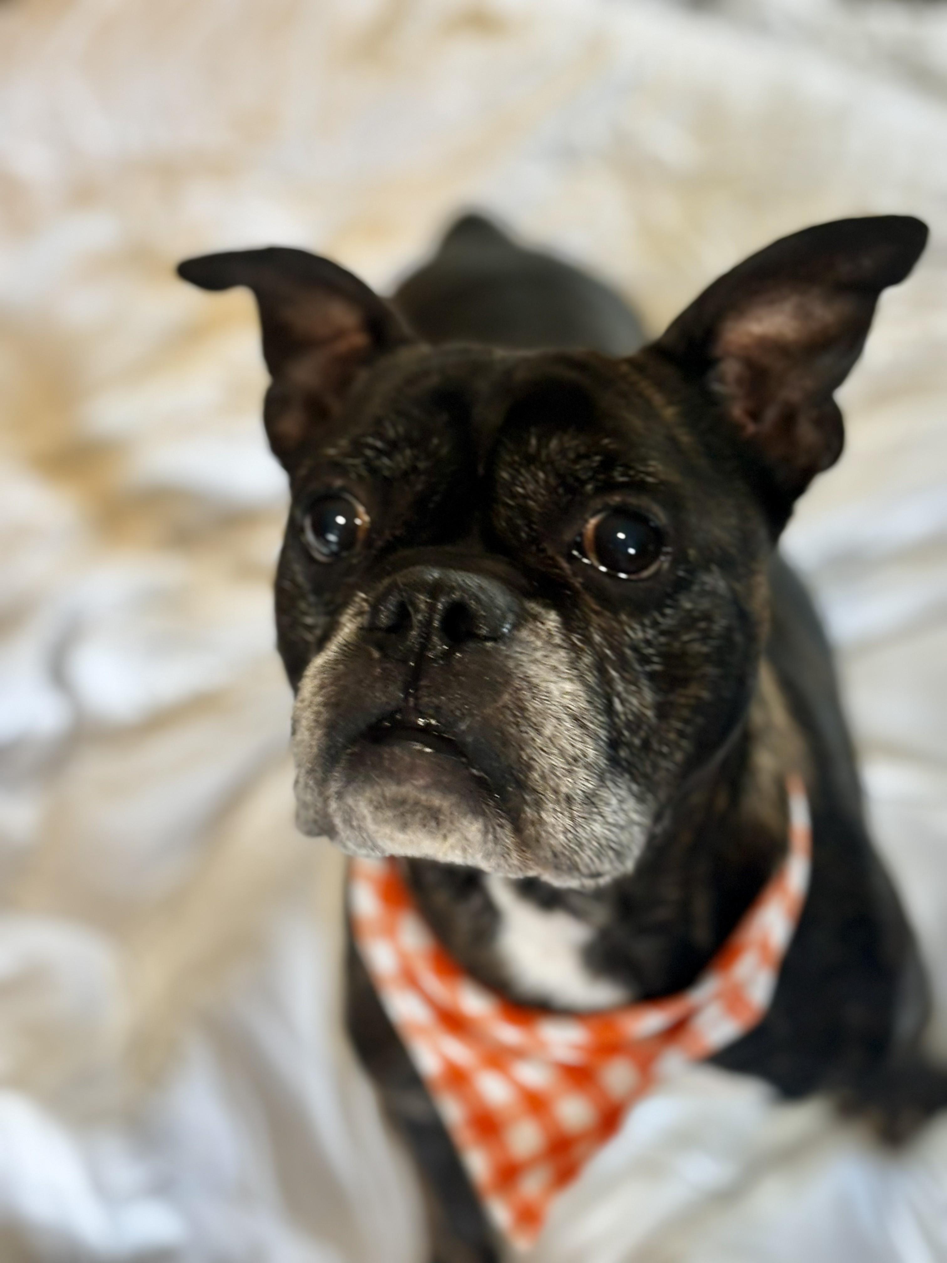 Maverick, a ADOPTABLE French Bulldog in Joppa, AL image 2/5
