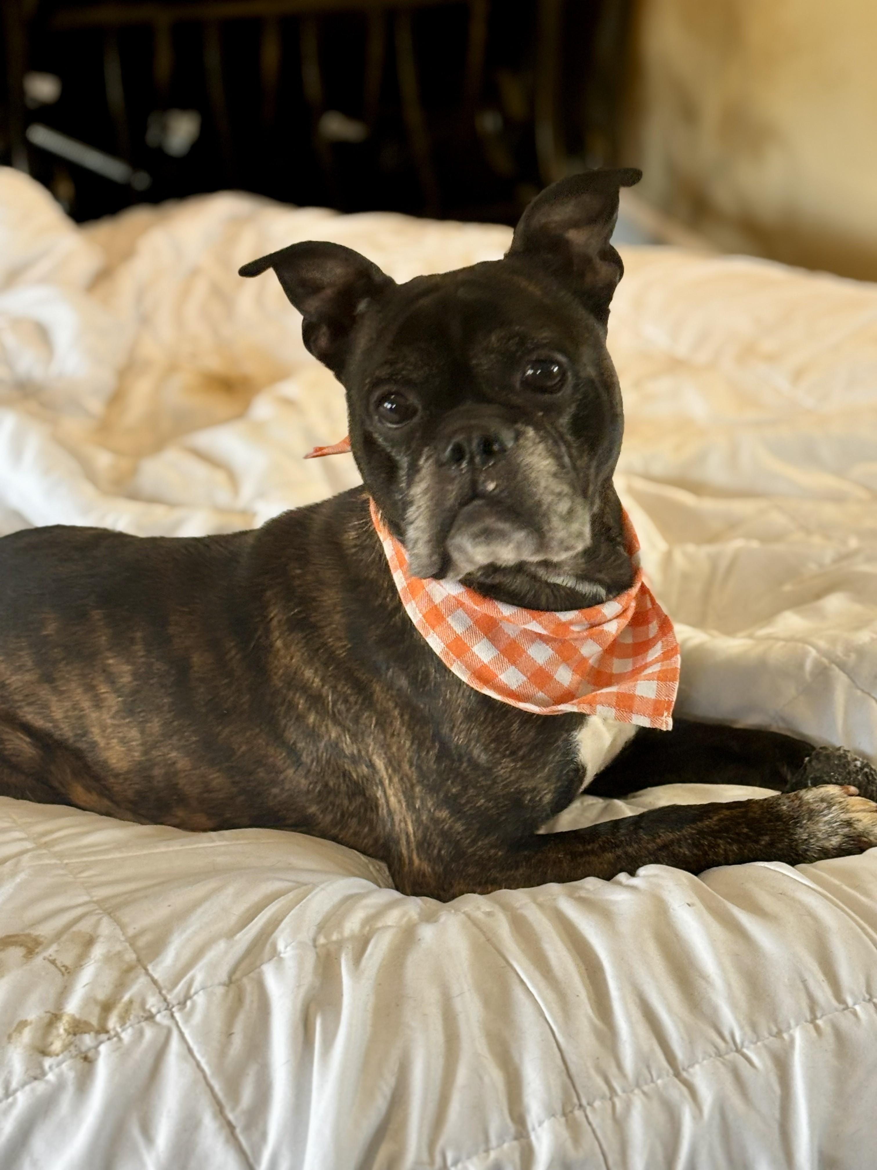 Maverick, ADOPTABLE, Adult Male French Bulldog.
