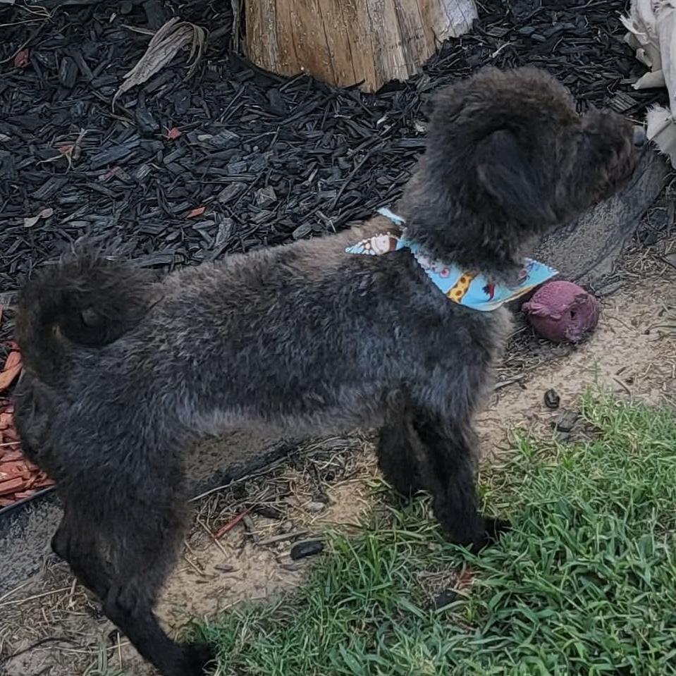 Bucky (20260820-03), an adopted mixed breed in Niagara on the Lake, ON image 5/5