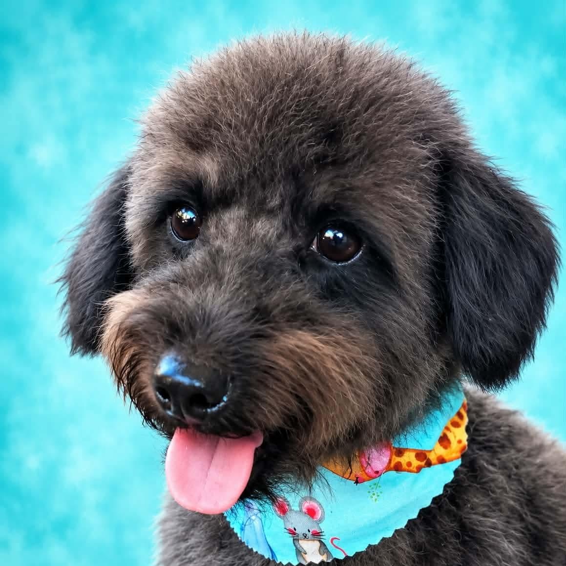 Bucky (20260820-03), adopted, Young Male Poodle.