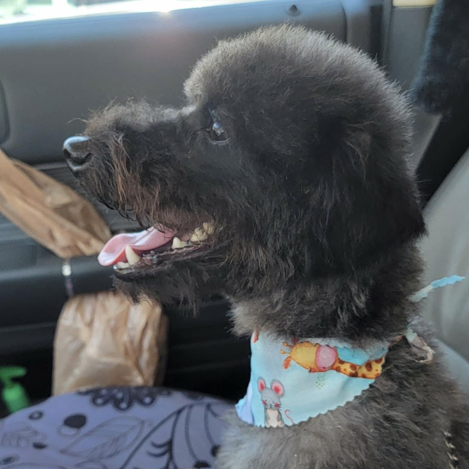 Bucky (20260820-03), an adopted mixed breed in Niagara on the Lake, ON image 4/5