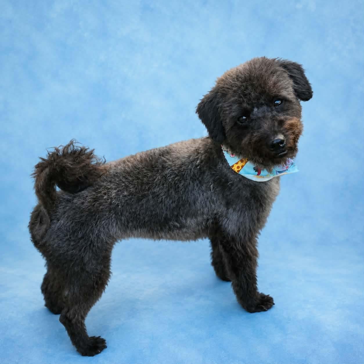 Bucky (20260820-03), an adopted mixed breed in Niagara on the Lake, ON image 2/5