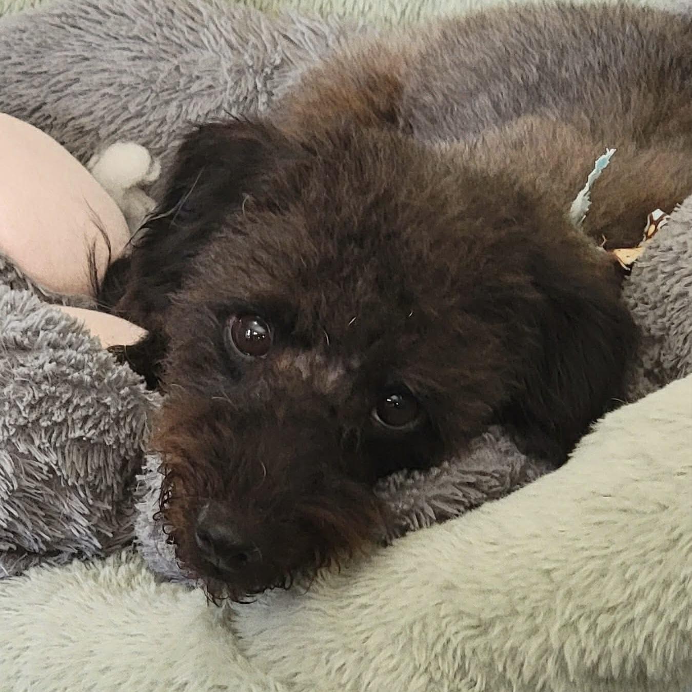 Bucky (20260820-03), an adopted mixed breed in Niagara on the Lake, ON image 3/5