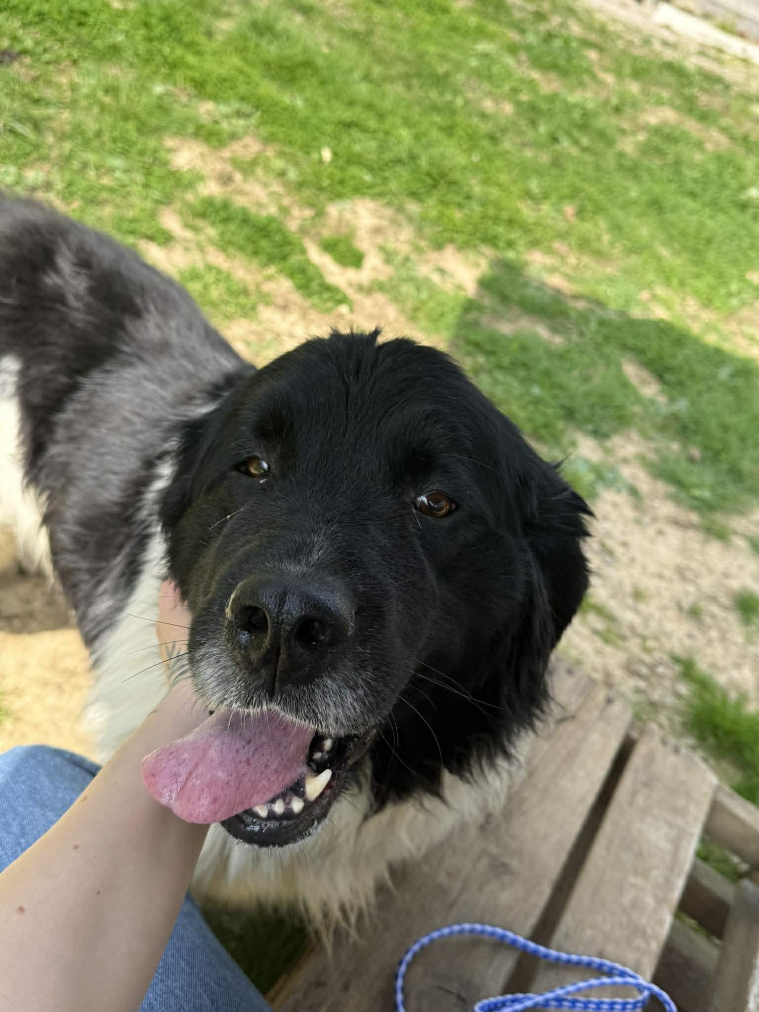 Enlarge Baily, an adopted mixed breed in Leitchfield, KY image 2/4