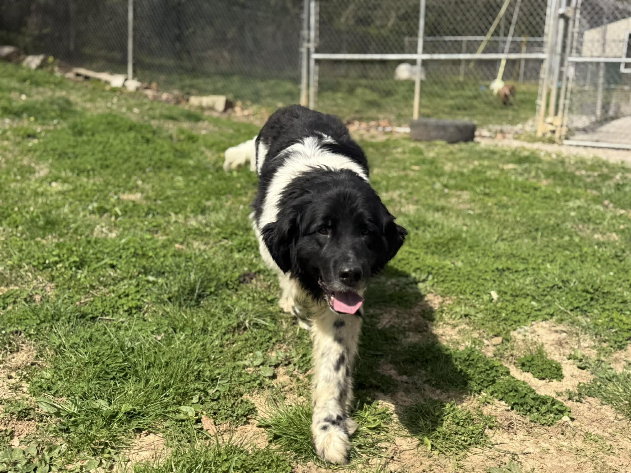 Enlarge Baily, an adopted mixed breed in Leitchfield, KY image 1/4