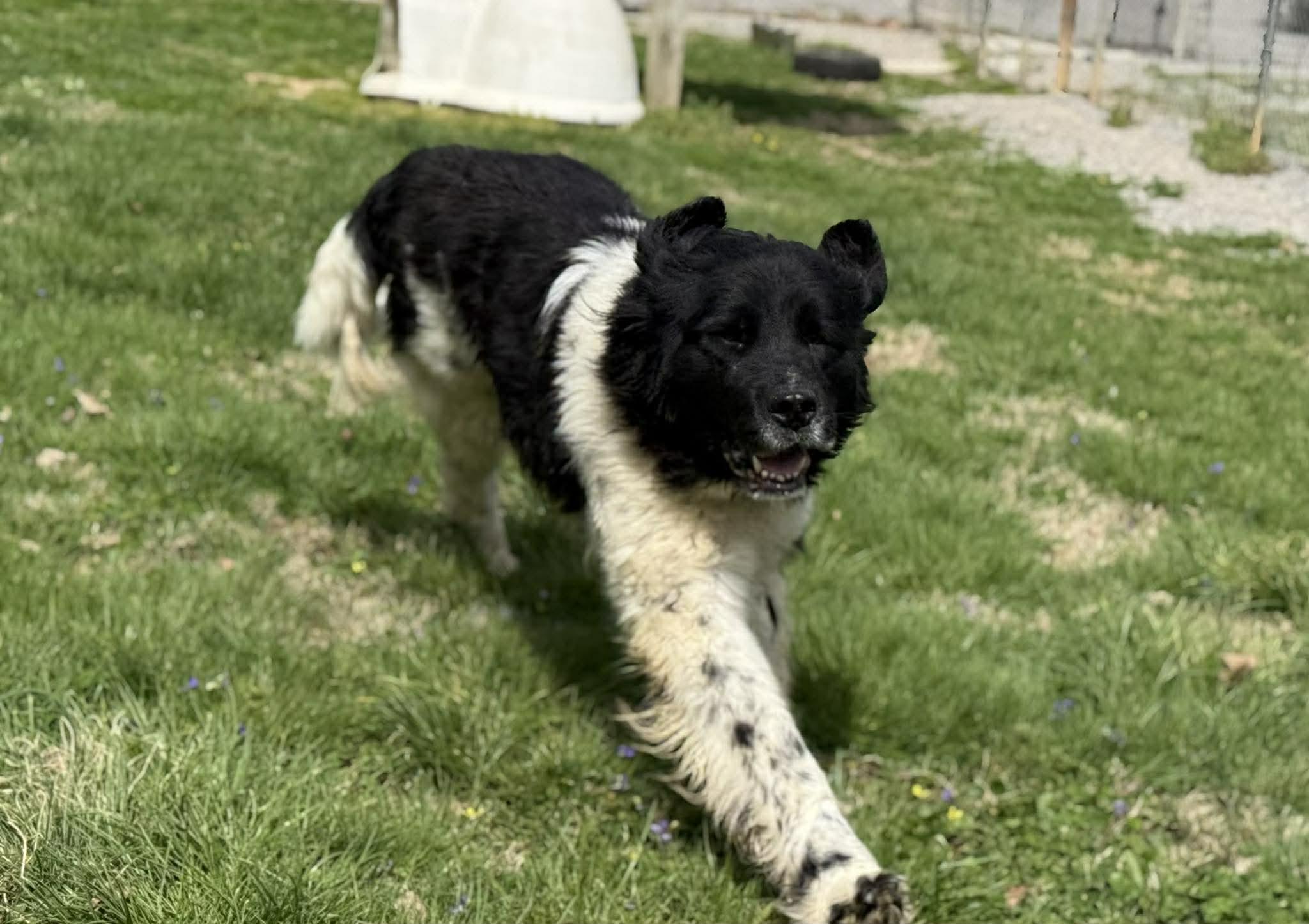 Enlarge Baily, an adopted mixed breed in Leitchfield, KY image 3/4