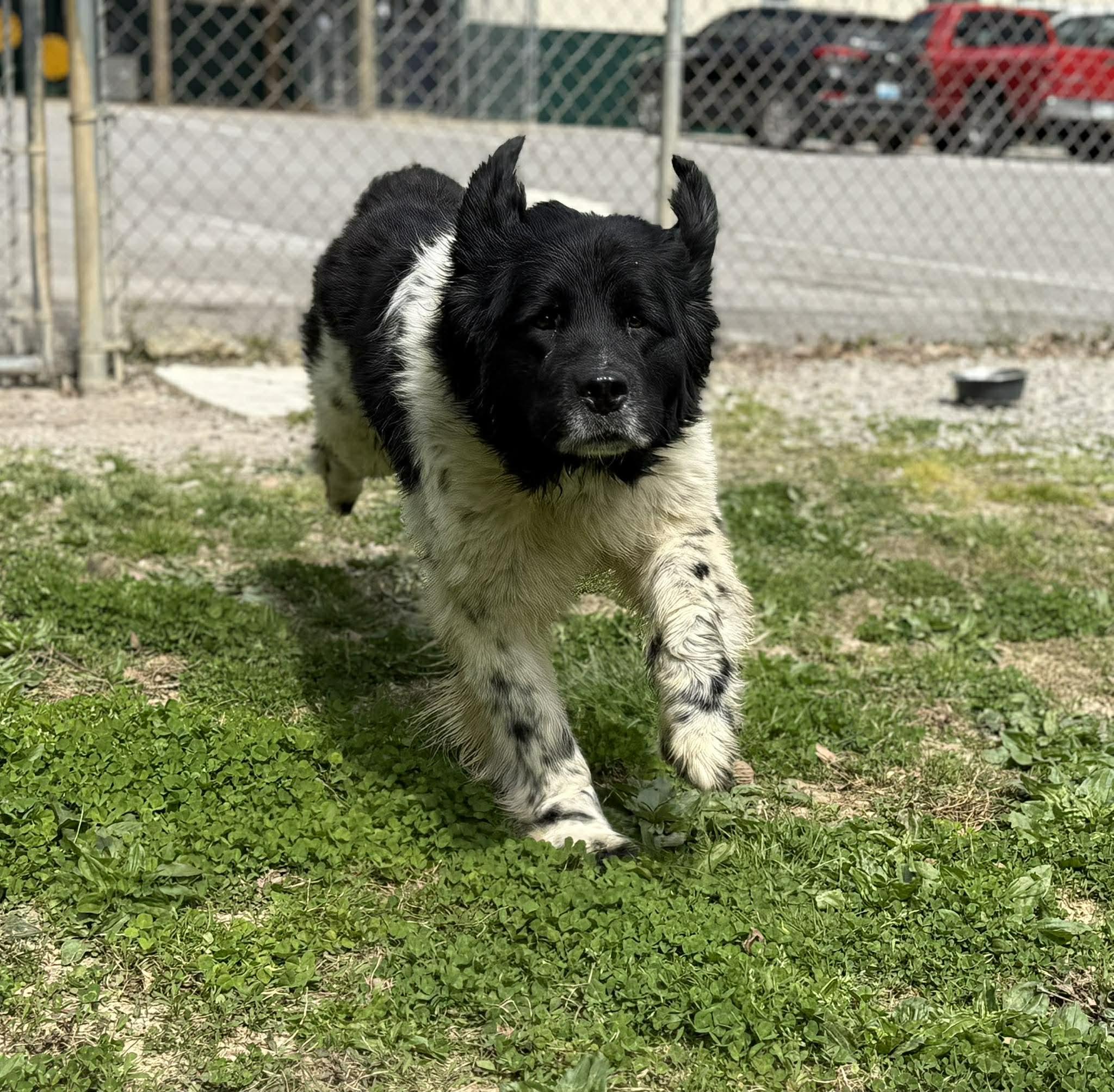 Enlarge Baily, an adopted mixed breed in Leitchfield, KY image 4/4