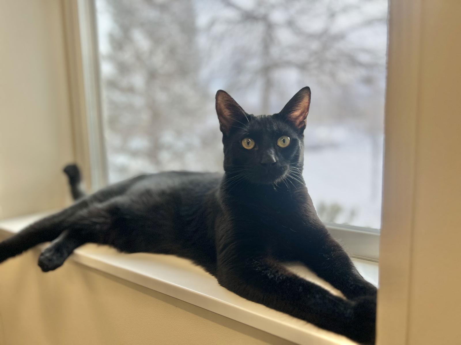 Enlarge Lucifer, a Adopted Domestic Short Hair in Arlington, VT image 1/3