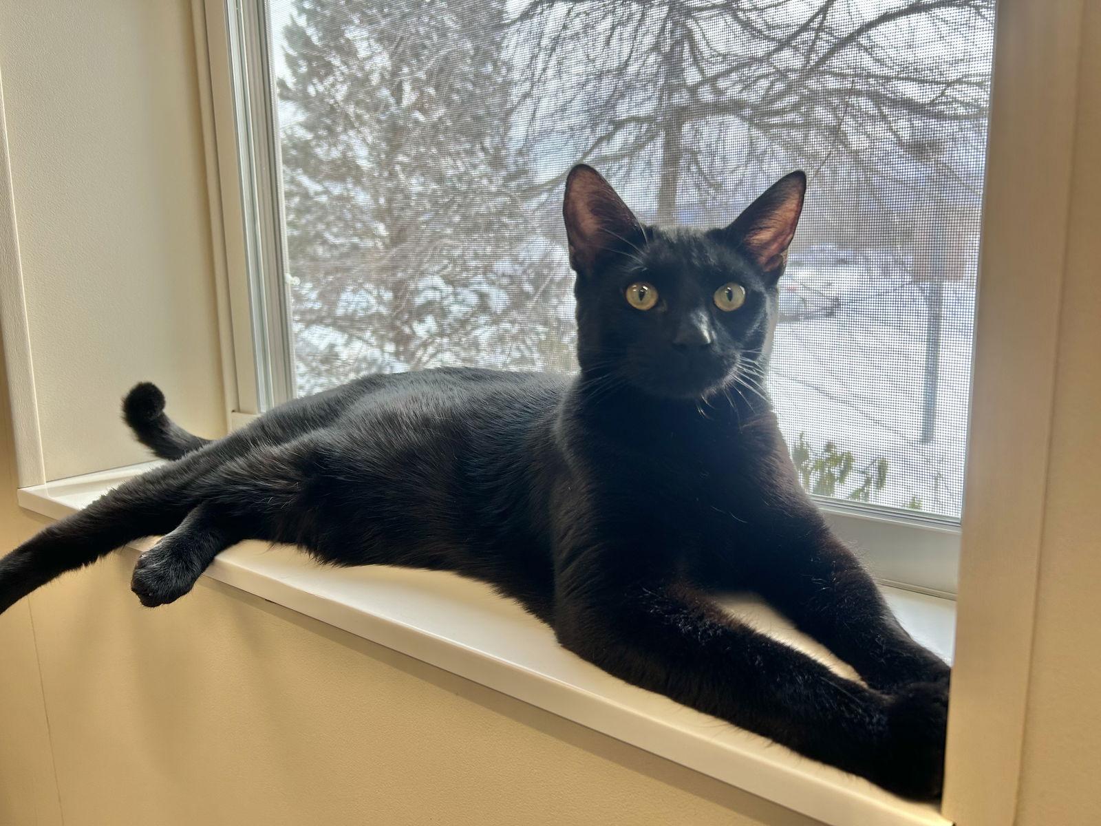 Enlarge Lucifer, a Adopted Domestic Short Hair in Arlington, VT image 2/3