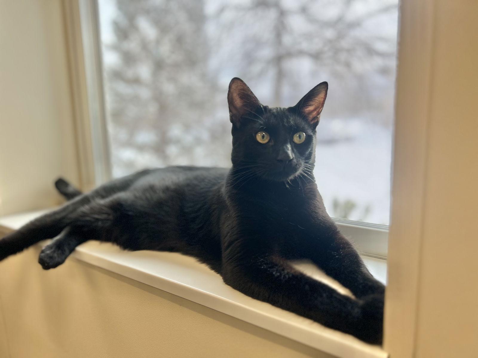 Enlarge Lucifer, a Adopted Domestic Short Hair in Arlington, VT image 3/3