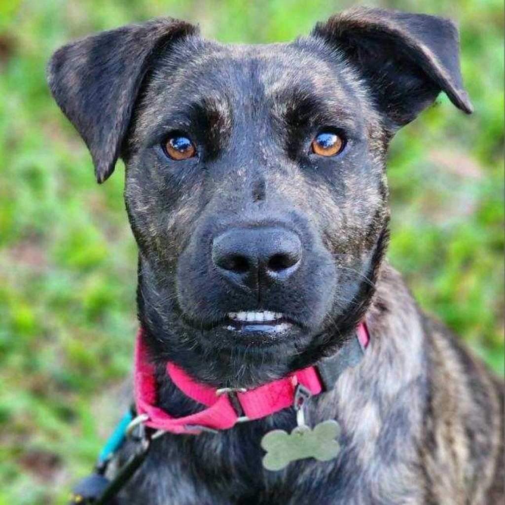 Little Bit, a Adoptable Mixed Breed in Jupiter, FL image 1/6