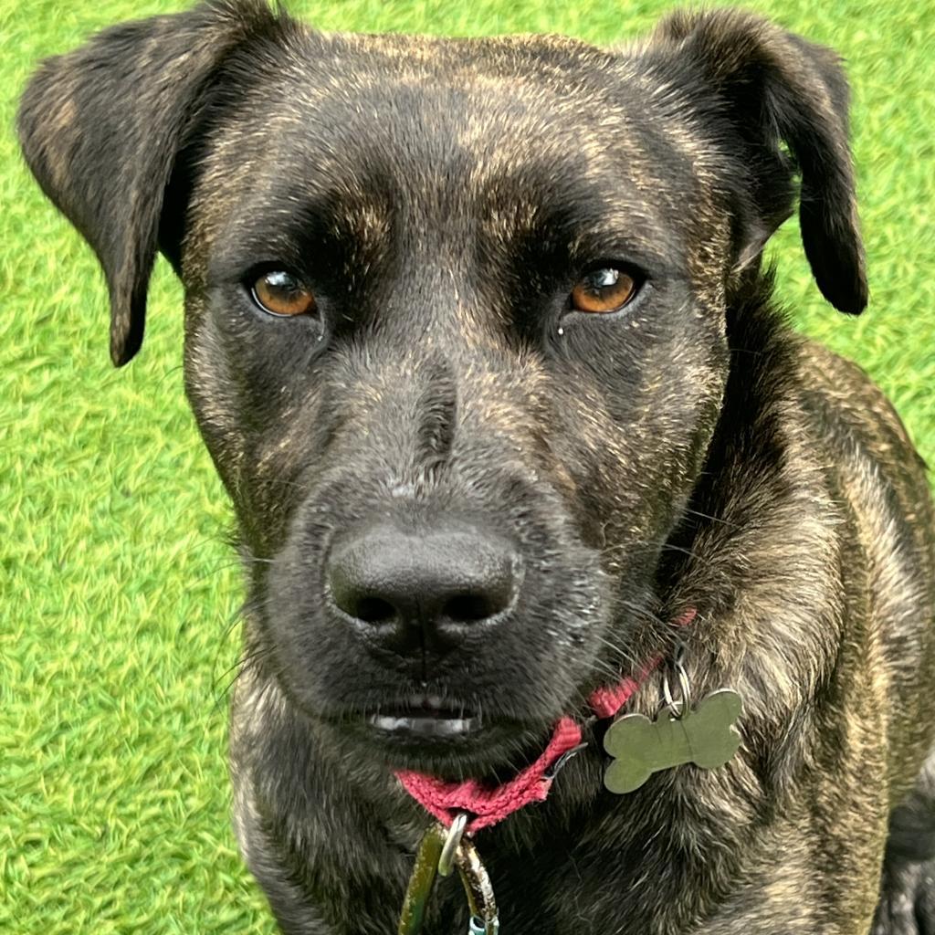 Little Bit, a Adoptable Mixed Breed in Jupiter, FL image 2/6