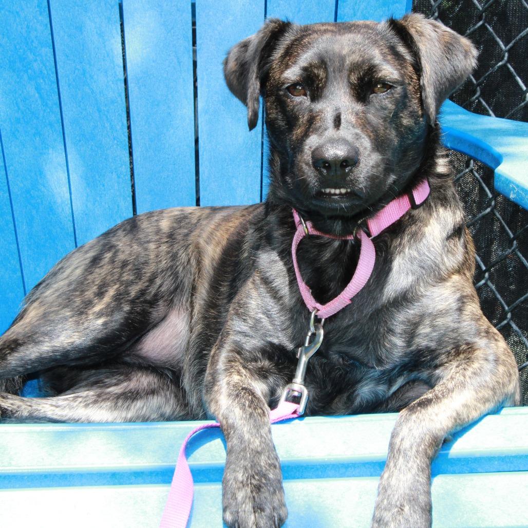 Little Bit, a Adoptable Mixed Breed in Jupiter, FL image 3/6