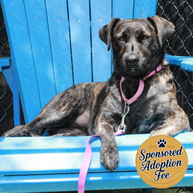 Little Bit, a Adoptable Mixed Breed in Jupiter, FL image 5/6