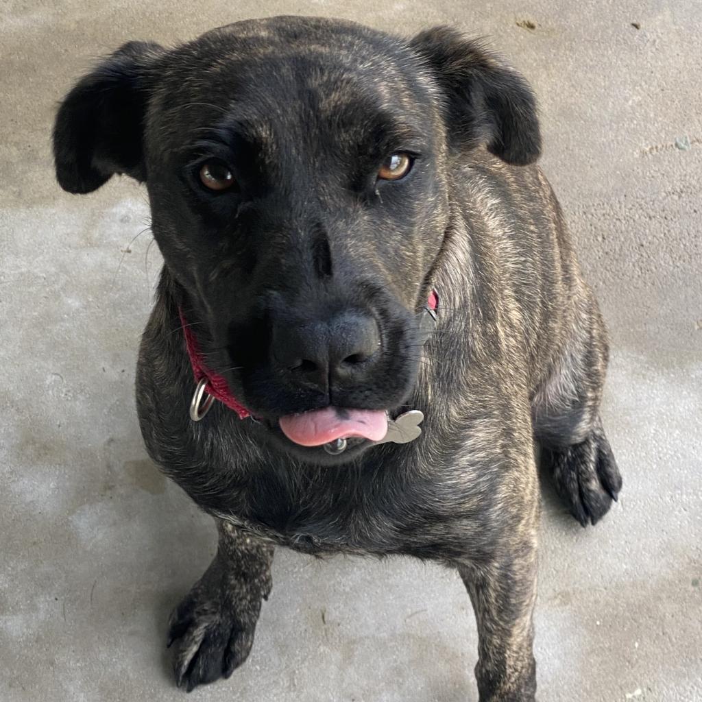 Little Bit, a Adoptable Mixed Breed in Jupiter, FL image 6/6