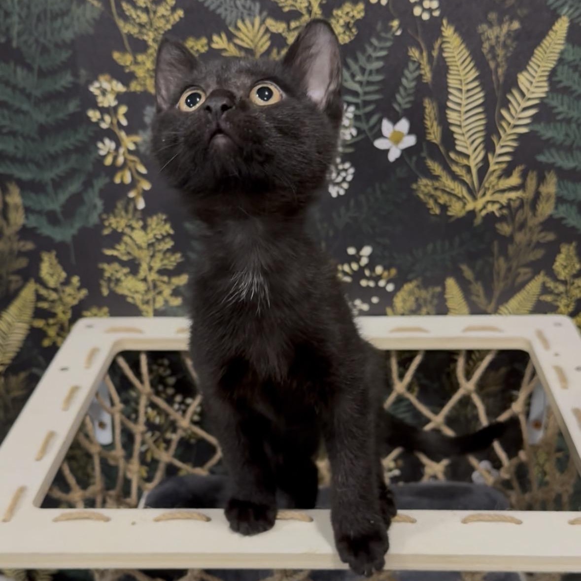 Rocky, a Adoptable Domestic Short Hair in Midvale, UT image 4/5