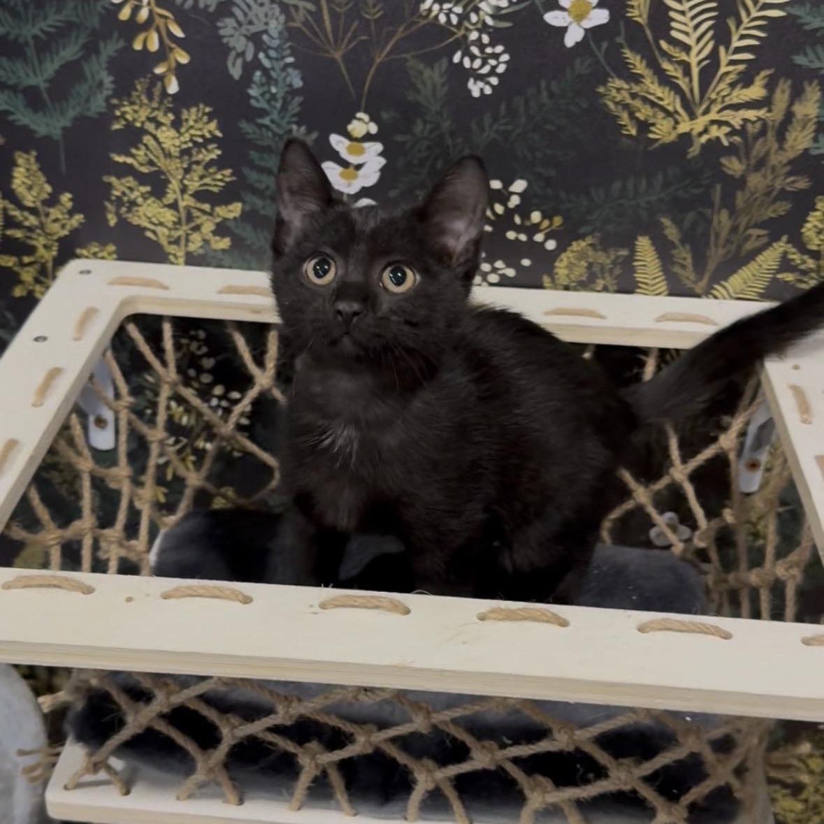 Rocky, a Adoptable Domestic Short Hair in Midvale, UT image 2/5