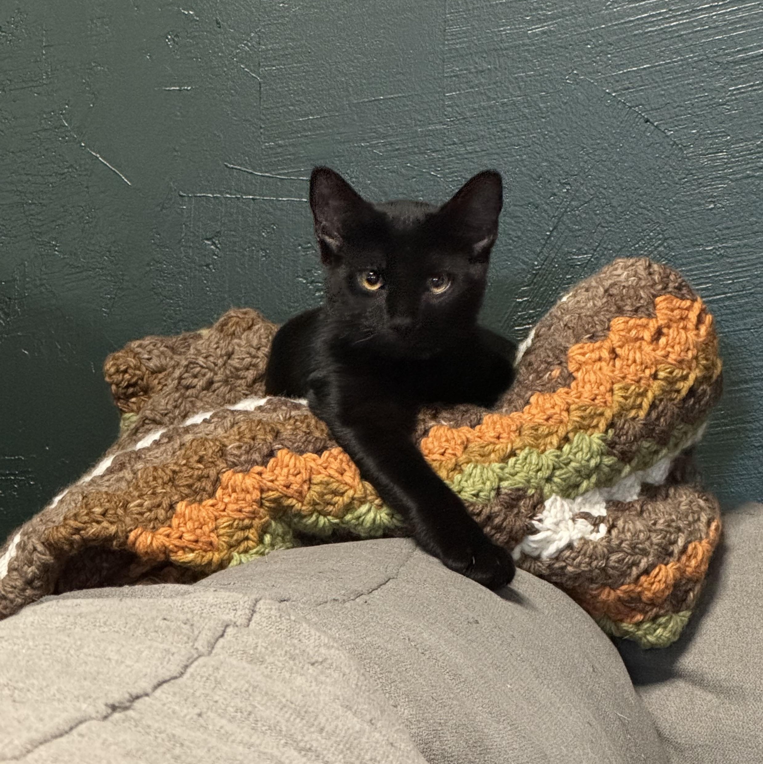 Rocky, a Adoptable Domestic Short Hair in Midvale, UT image 5/5