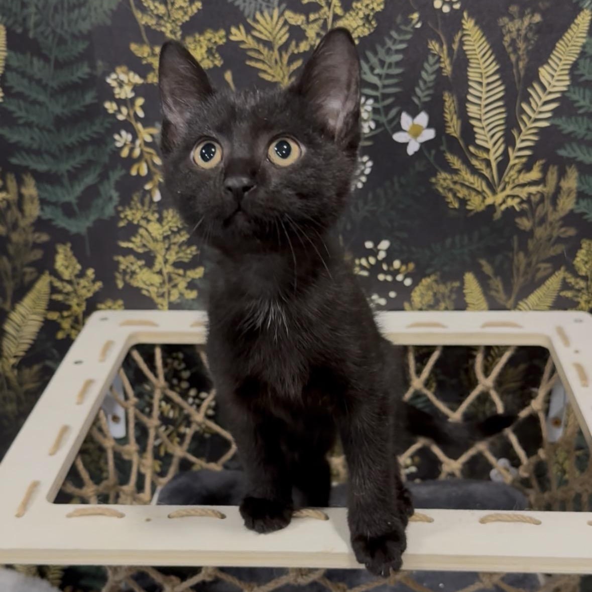 Rocky, a Adoptable Domestic Short Hair in Midvale, UT image 1/5