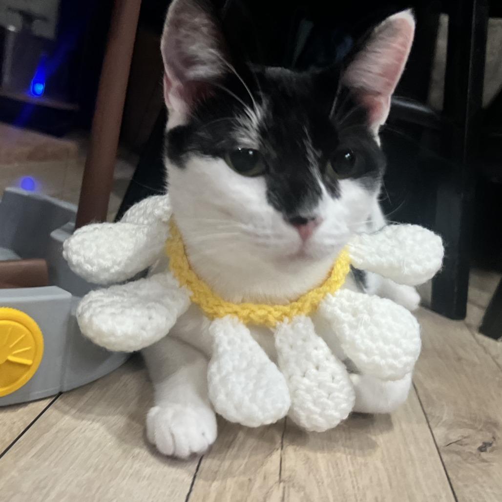 Jess, Adoptable, Adult Female Domestic Short Hair.