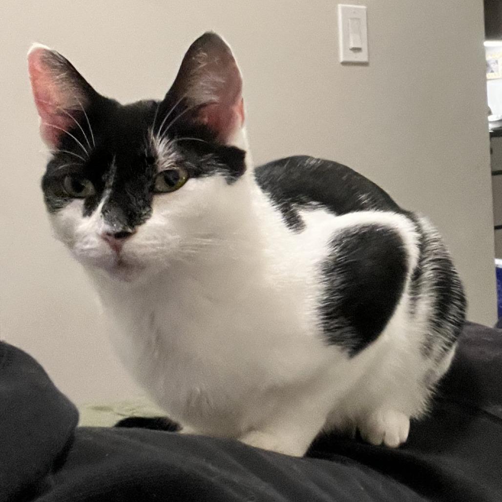 Enlarge Jess, a Adoptable Domestic Short Hair in Washington, DC image 2/4