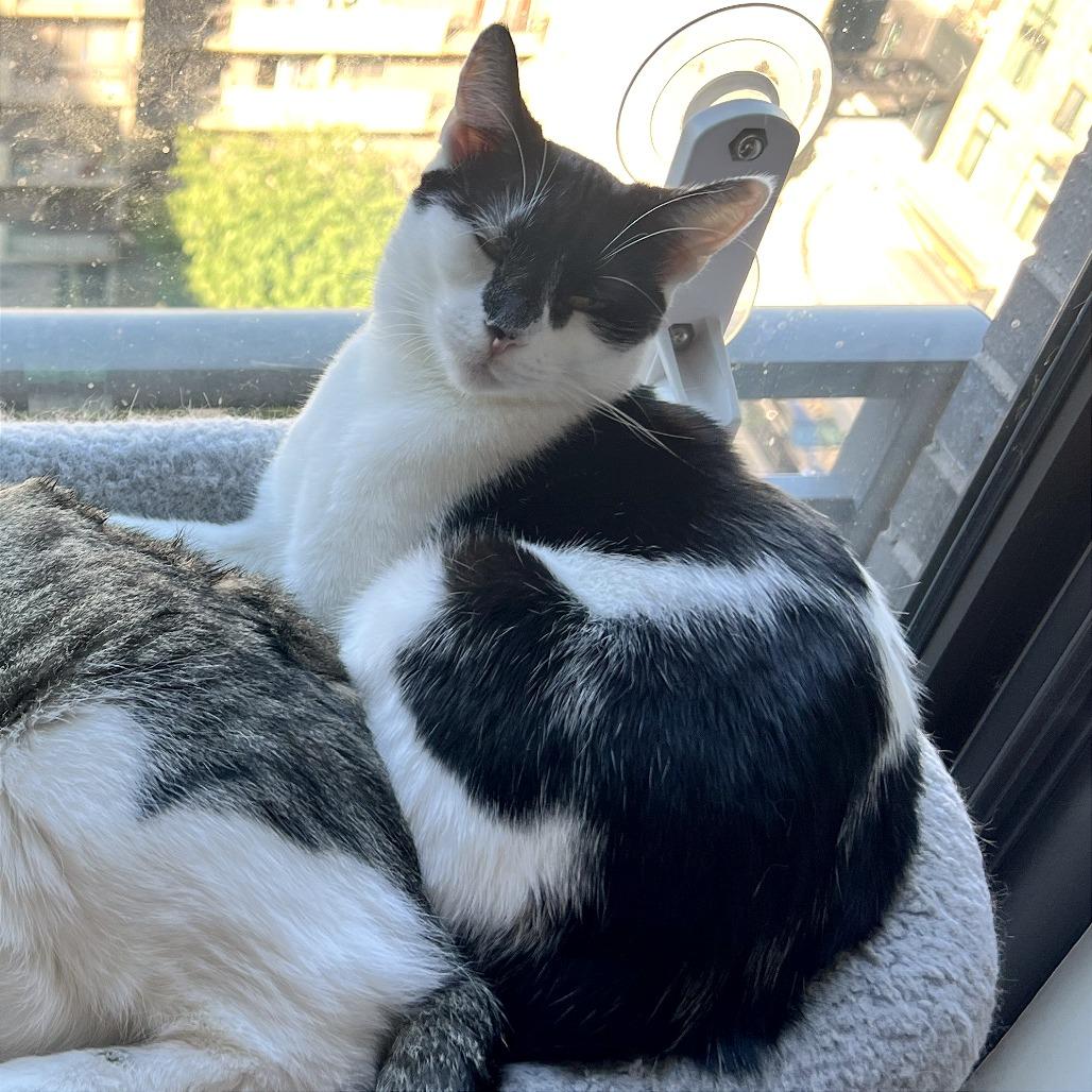 Enlarge Jess, a Adoptable Domestic Short Hair in Washington, DC image 3/4