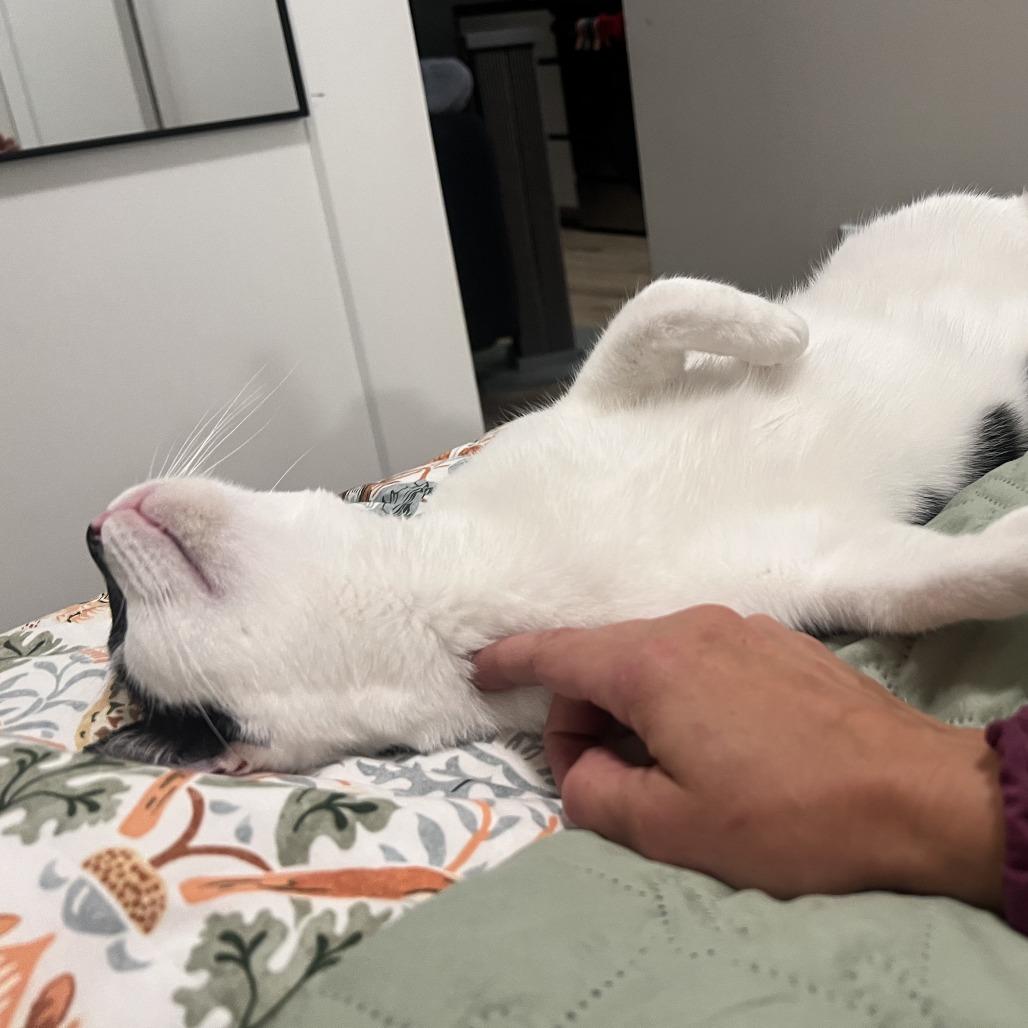 Enlarge Jess, a Adoptable Domestic Short Hair in Washington, DC image 4/4