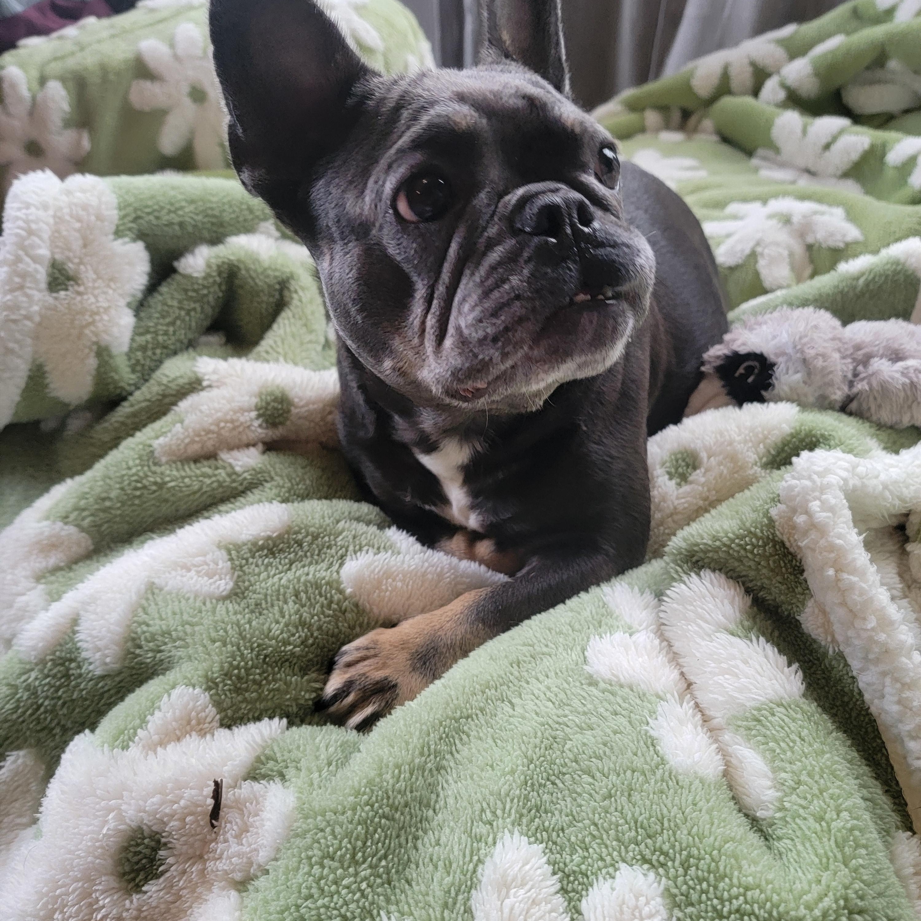 Enlarge Kiwi, a ADOPTABLE French Bulldog in Kirkland, WA image 5/6