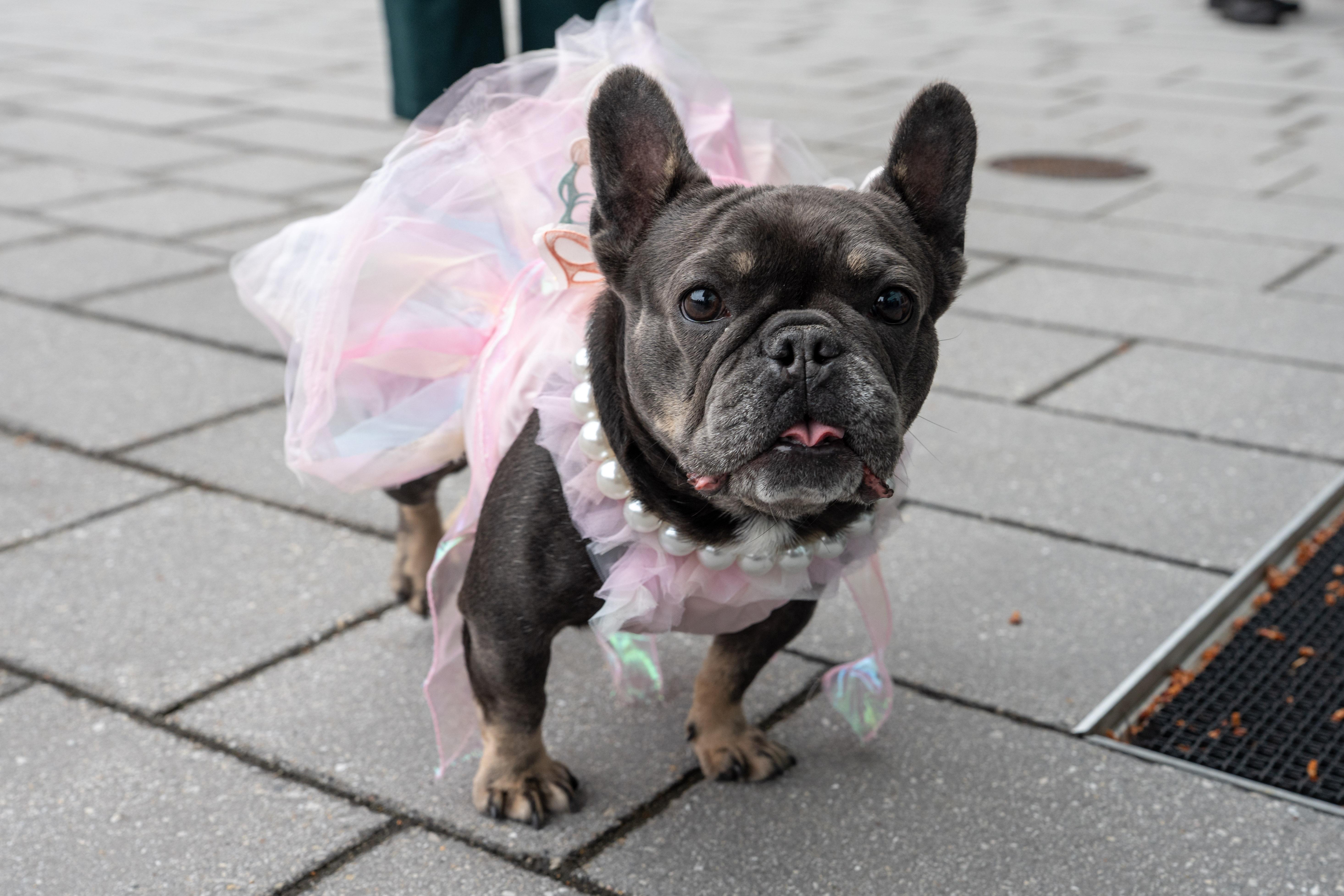 Enlarge Kiwi, a ADOPTABLE French Bulldog in Kirkland, WA image 1/6