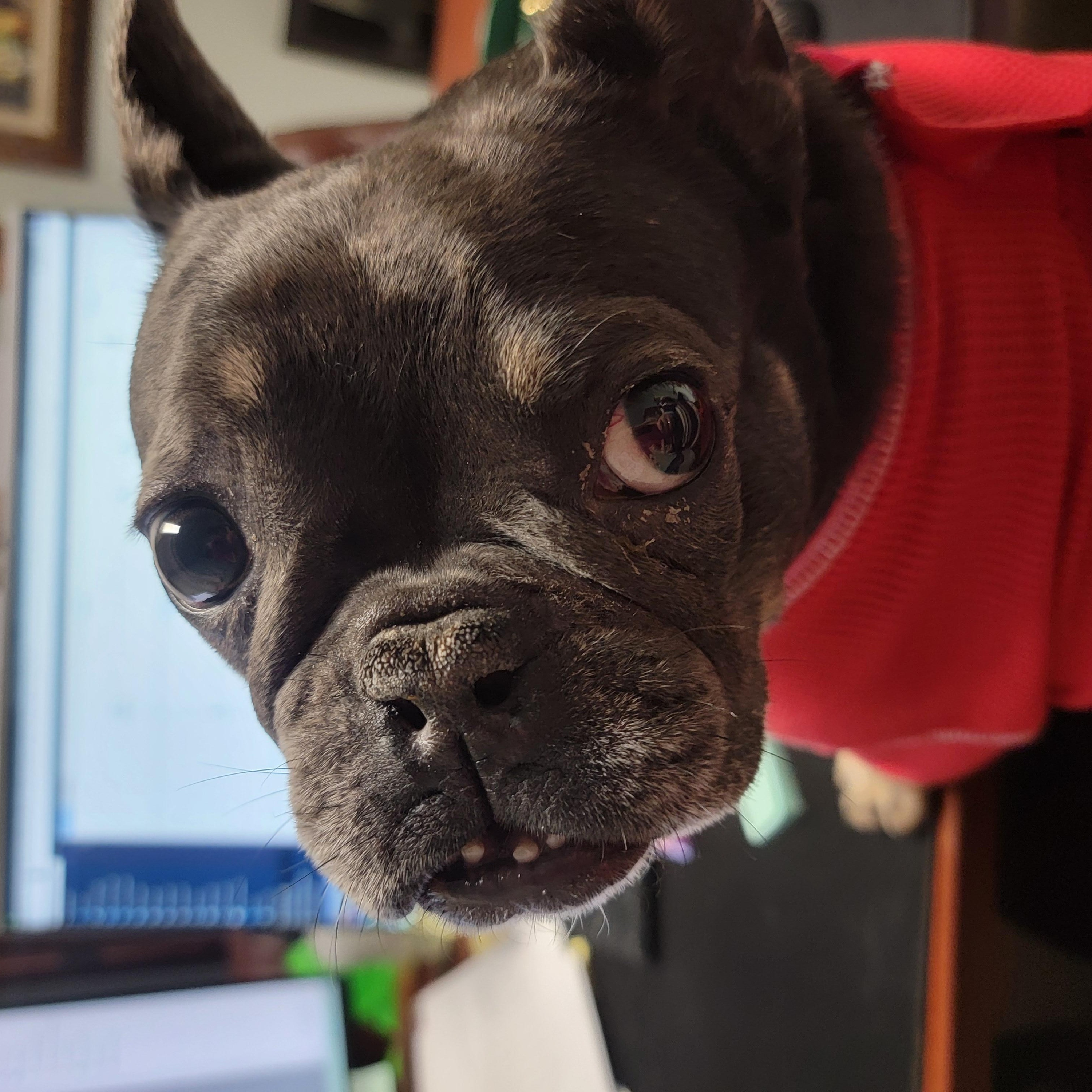 Enlarge Kiwi, a ADOPTABLE French Bulldog in Kirkland, WA image 3/6