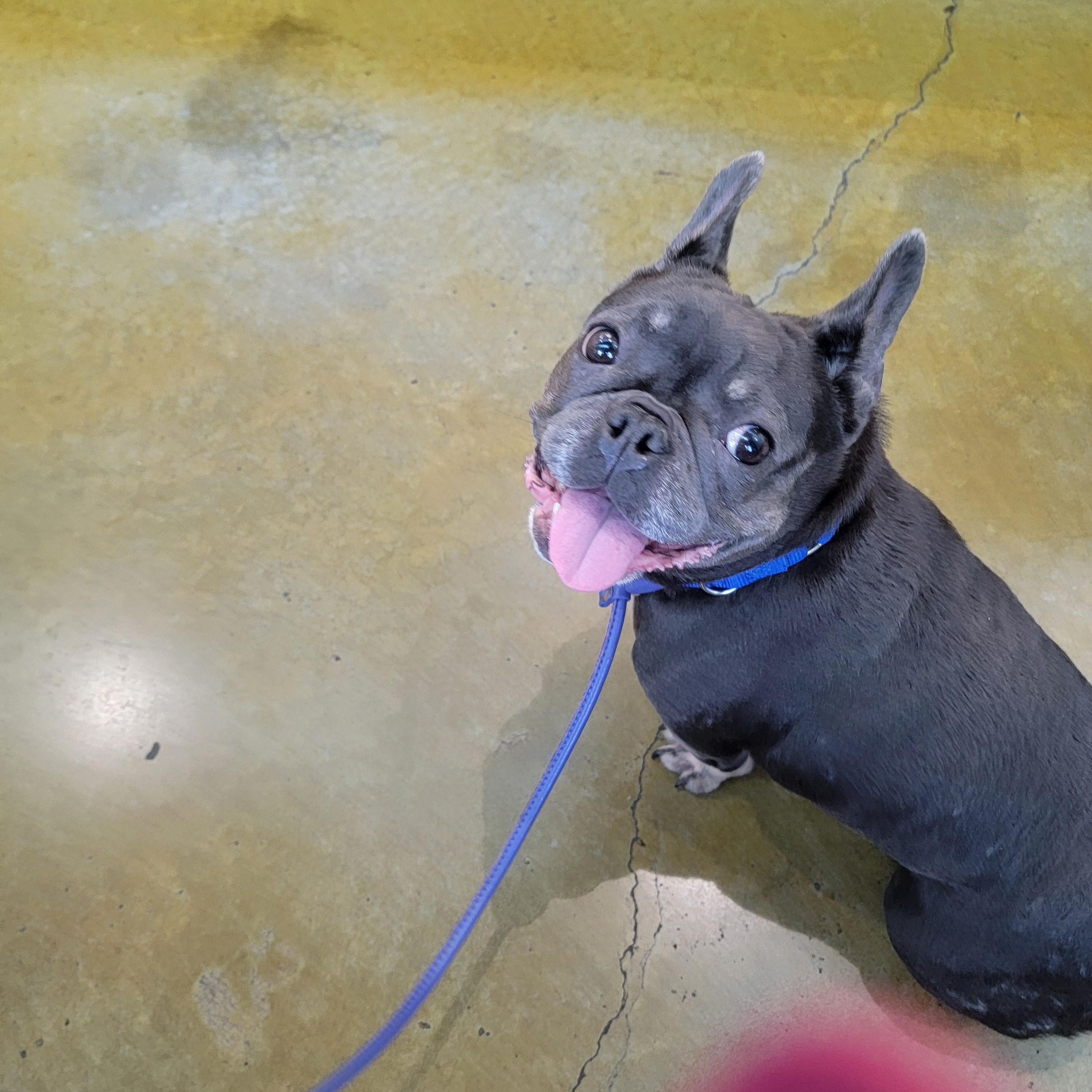 Enlarge Kiwi, a ADOPTABLE French Bulldog in Kirkland, WA image 6/6