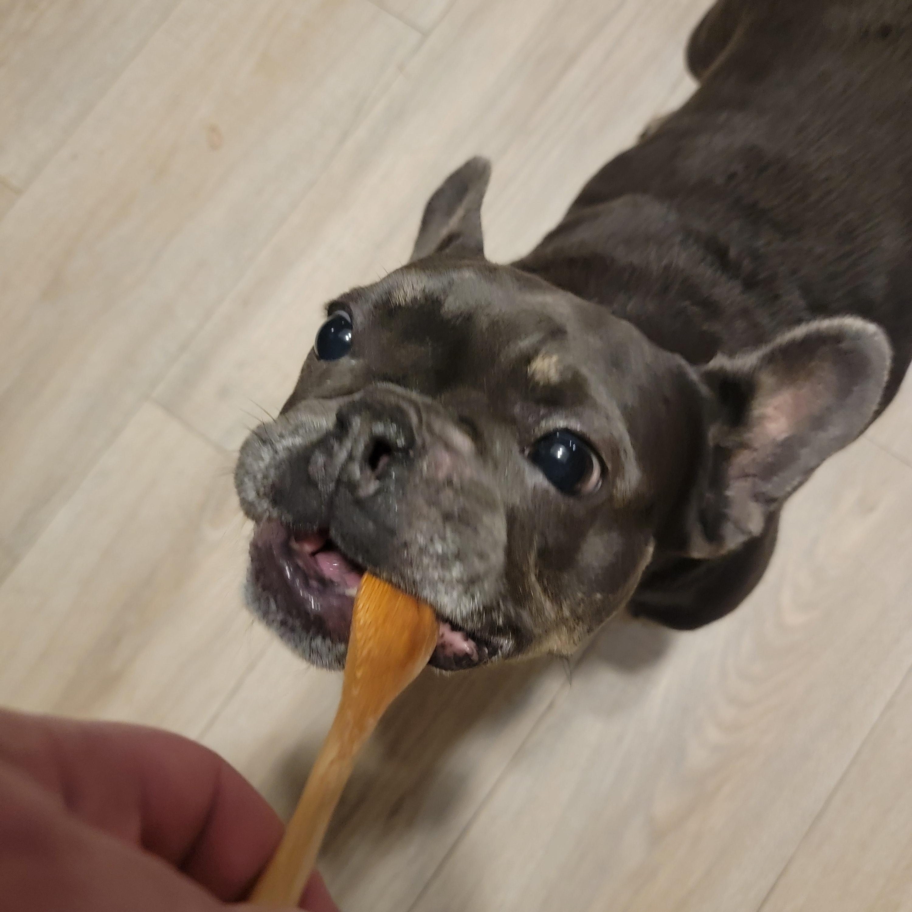 Enlarge Kiwi, a ADOPTABLE French Bulldog in Kirkland, WA image 4/6