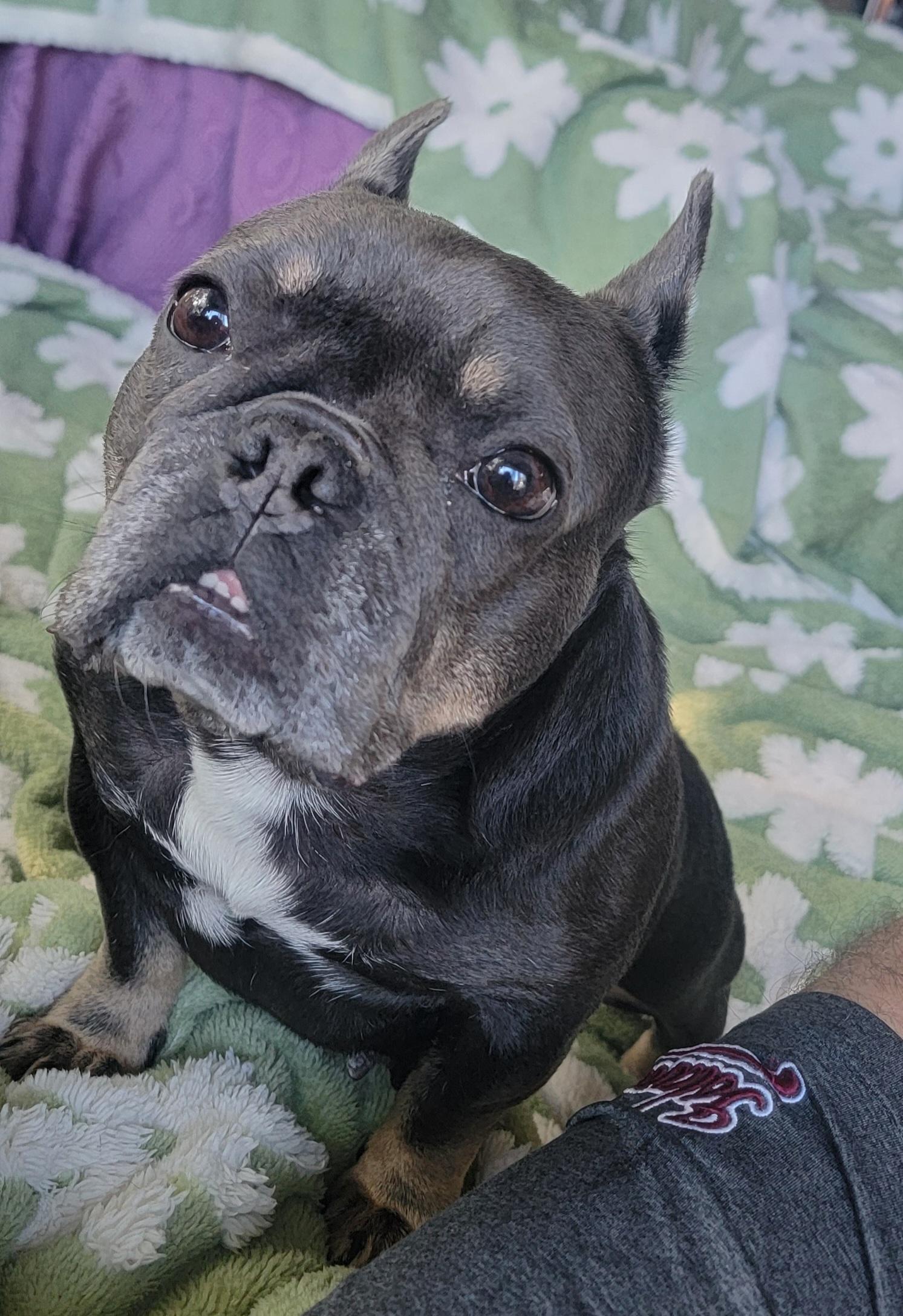 Enlarge Kiwi, a ADOPTABLE French Bulldog in Kirkland, WA image 2/6