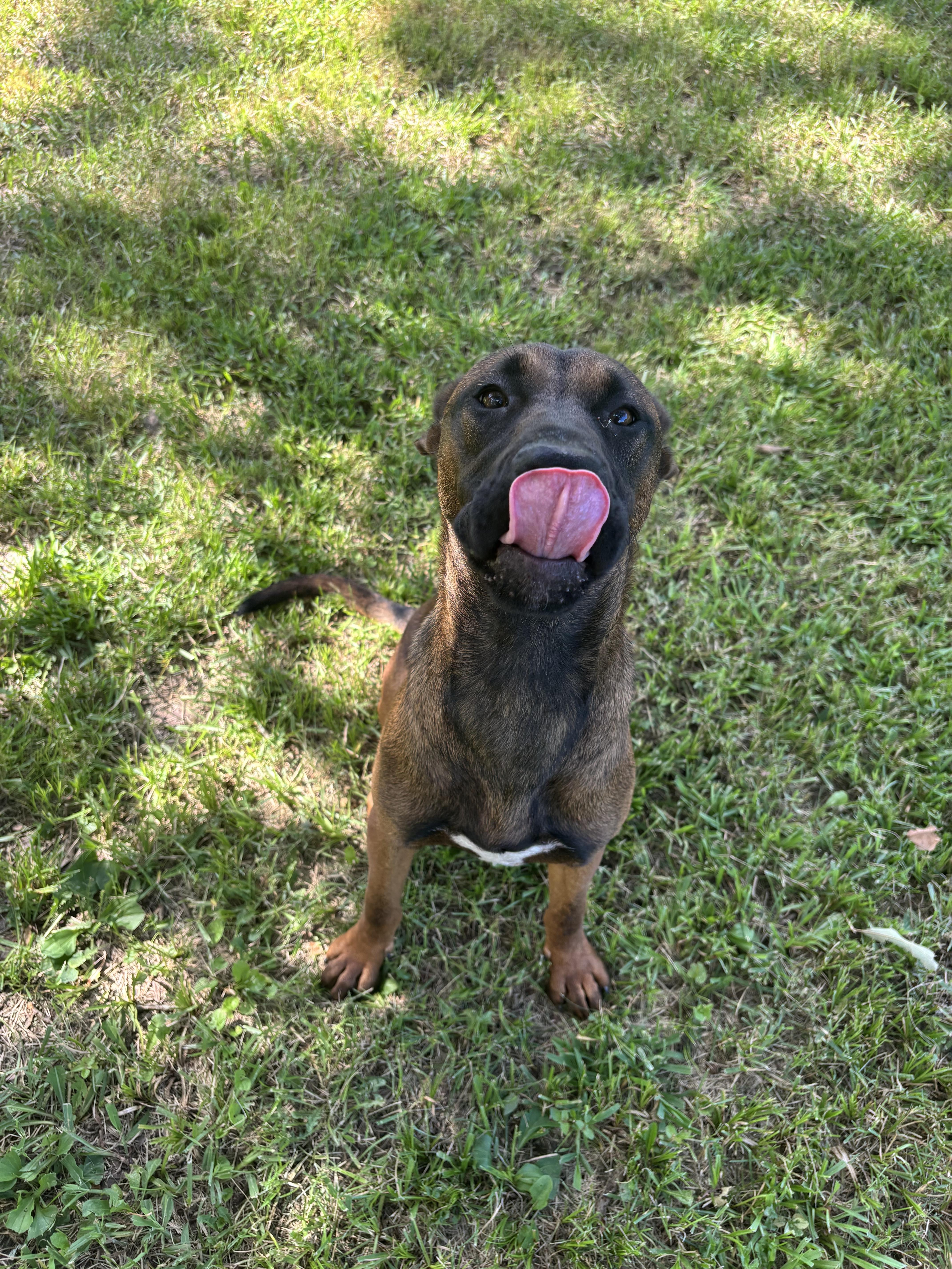 Enlarge Raksha, a Adoptable Mixed Breed in Gadsden, AL image 2/6