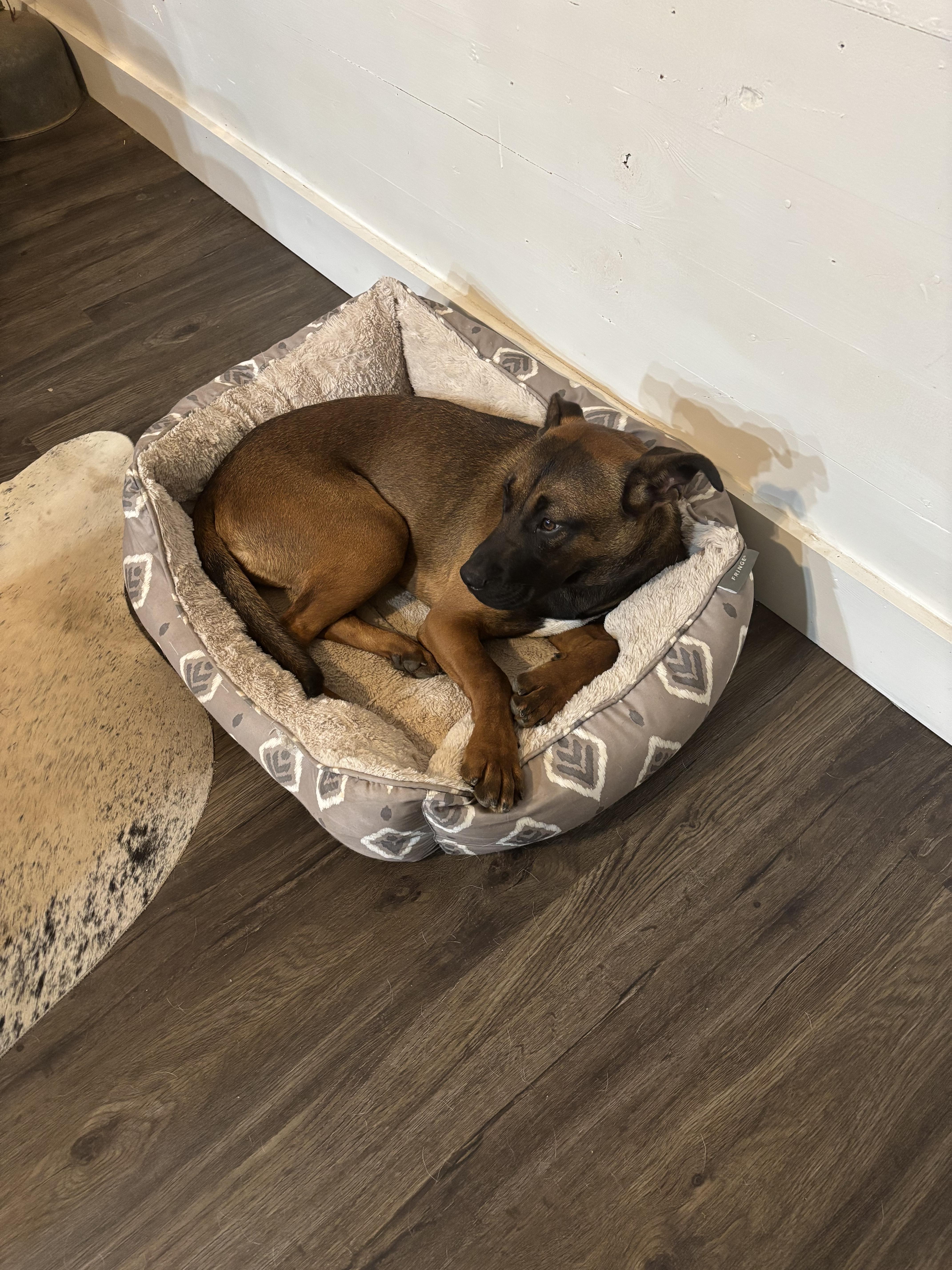 Enlarge Raksha, a Adoptable Mixed Breed in Gadsden, AL image 3/6