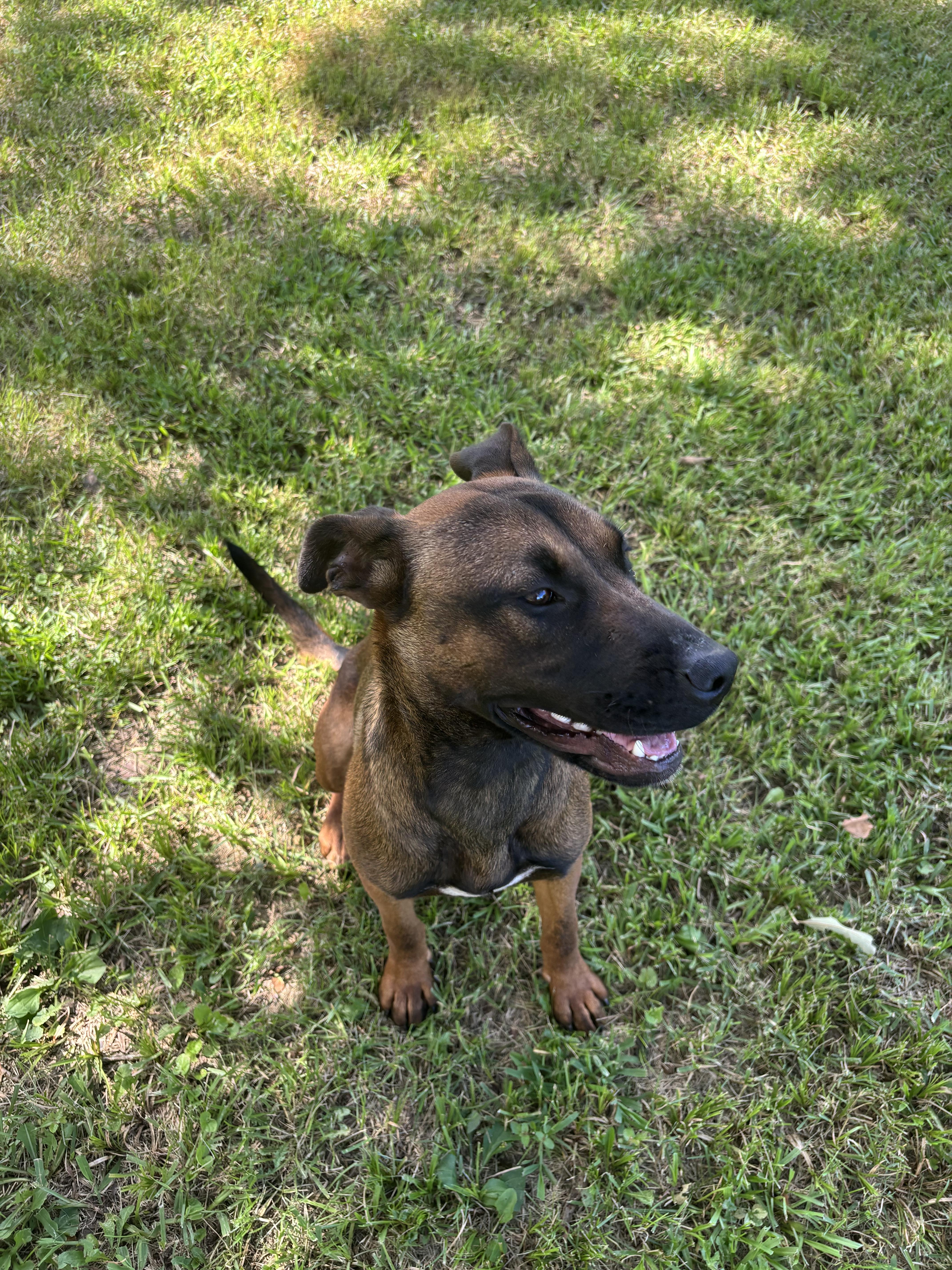 Enlarge Raksha, a Adoptable Mixed Breed in Gadsden, AL image 1/6