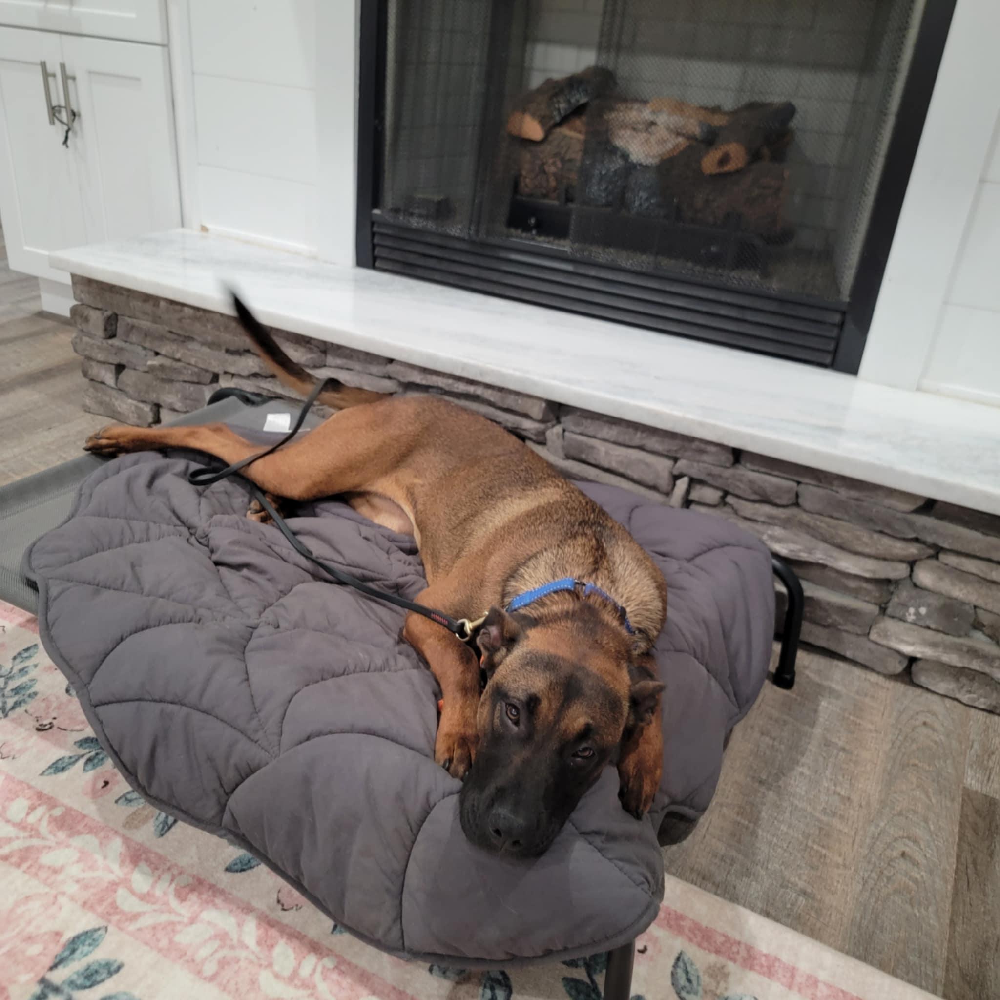 Enlarge Raksha, a Adoptable Mixed Breed in Gadsden, AL image 4/6