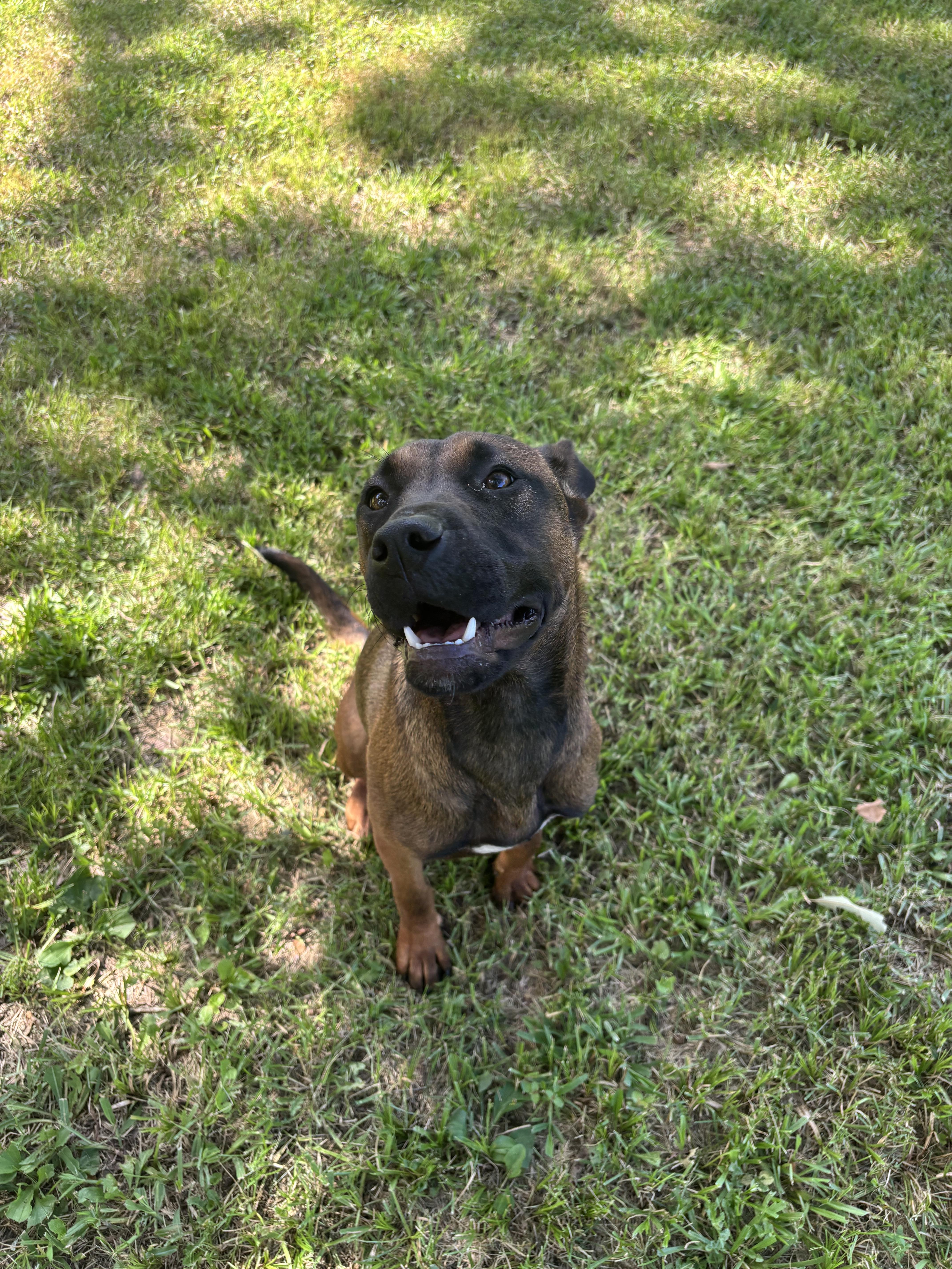 Enlarge Raksha, a Adoptable Mixed Breed in Gadsden, AL image 5/6