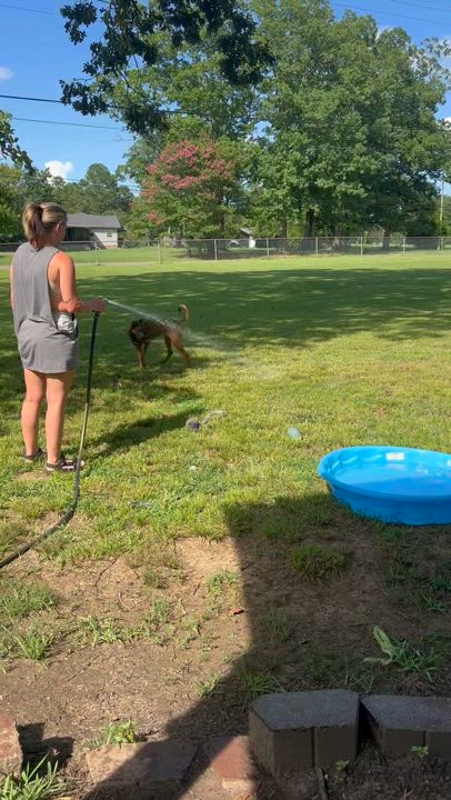Enlarge Raksha, a Adoptable Mixed Breed in Gadsden, AL video 6/6