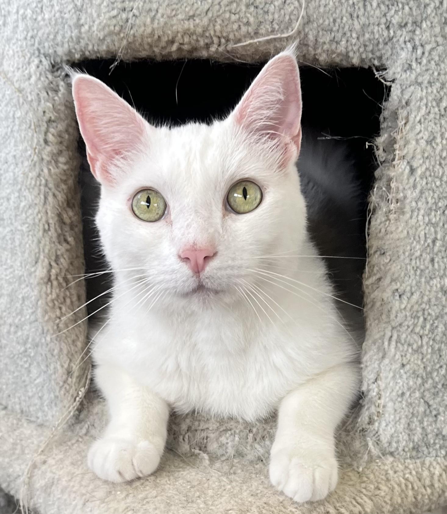 Everest, adopted, Adult Male Domestic Medium Hair.