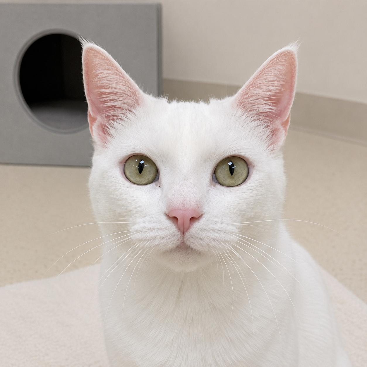 Everest, Adoptable, Adult Male Domestic Medium Hair.
