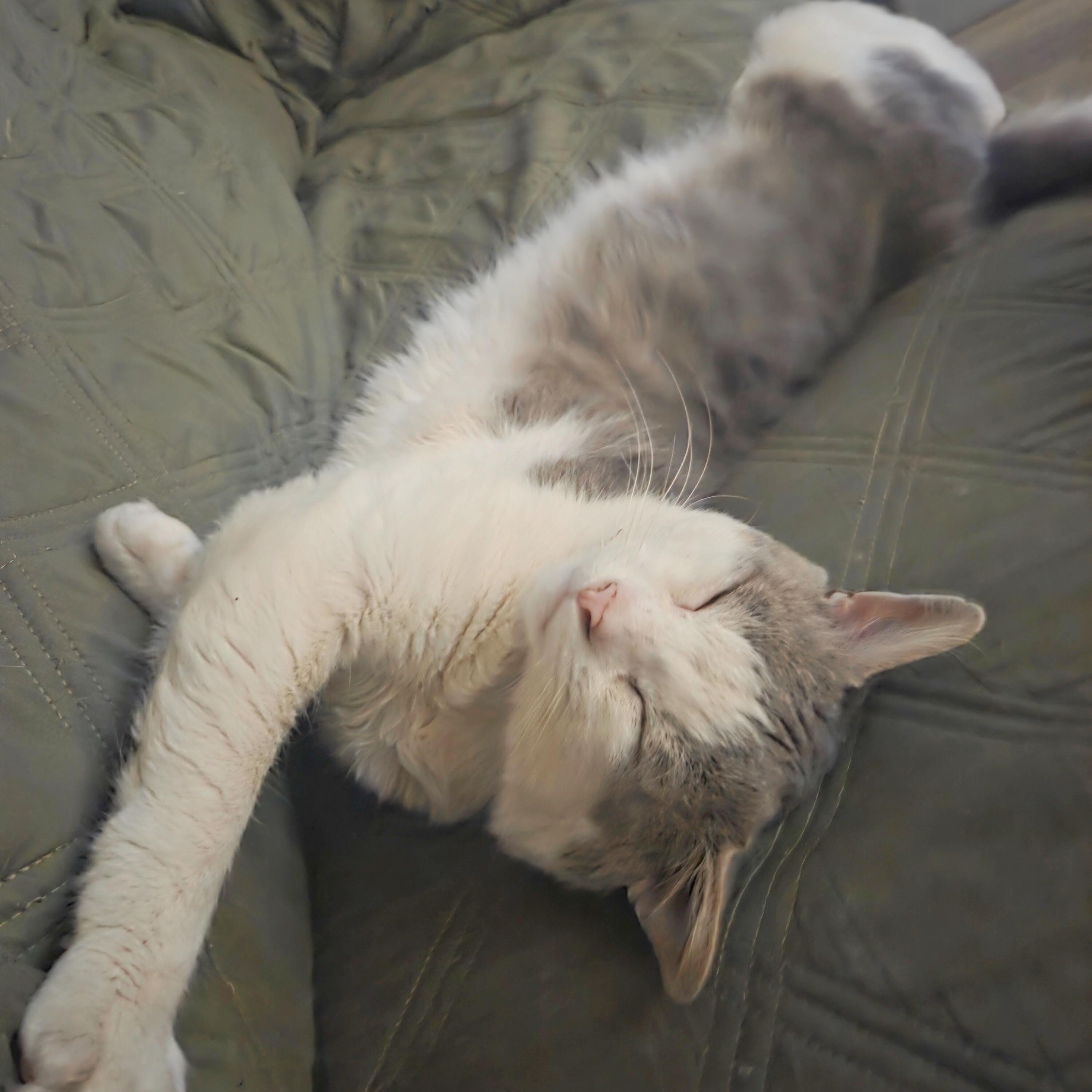 Cloud, Adoptable, Senior Male Domestic Medium Hair.