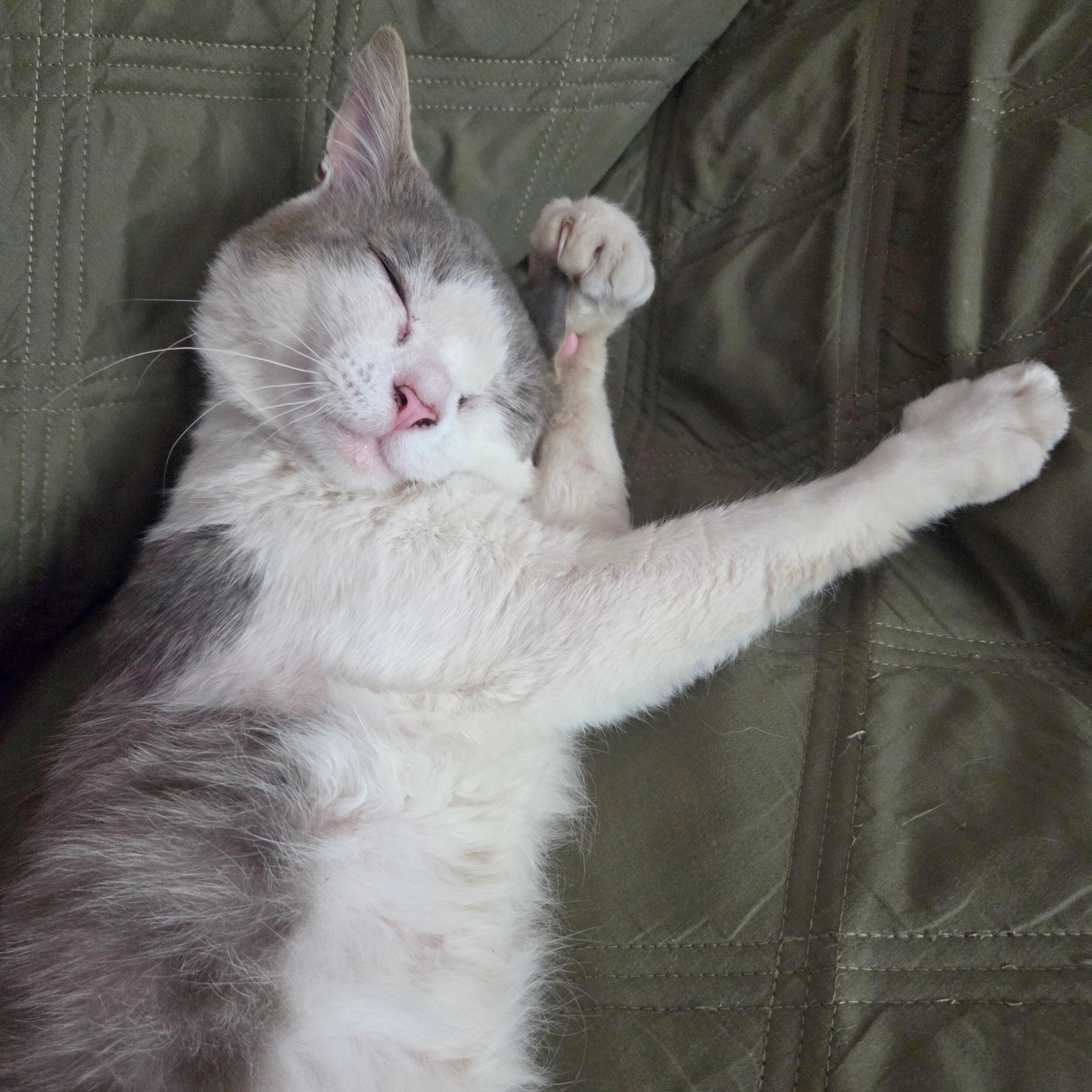 Cloud, a Adoptable mixed breed in Benicia, CA image 2/5