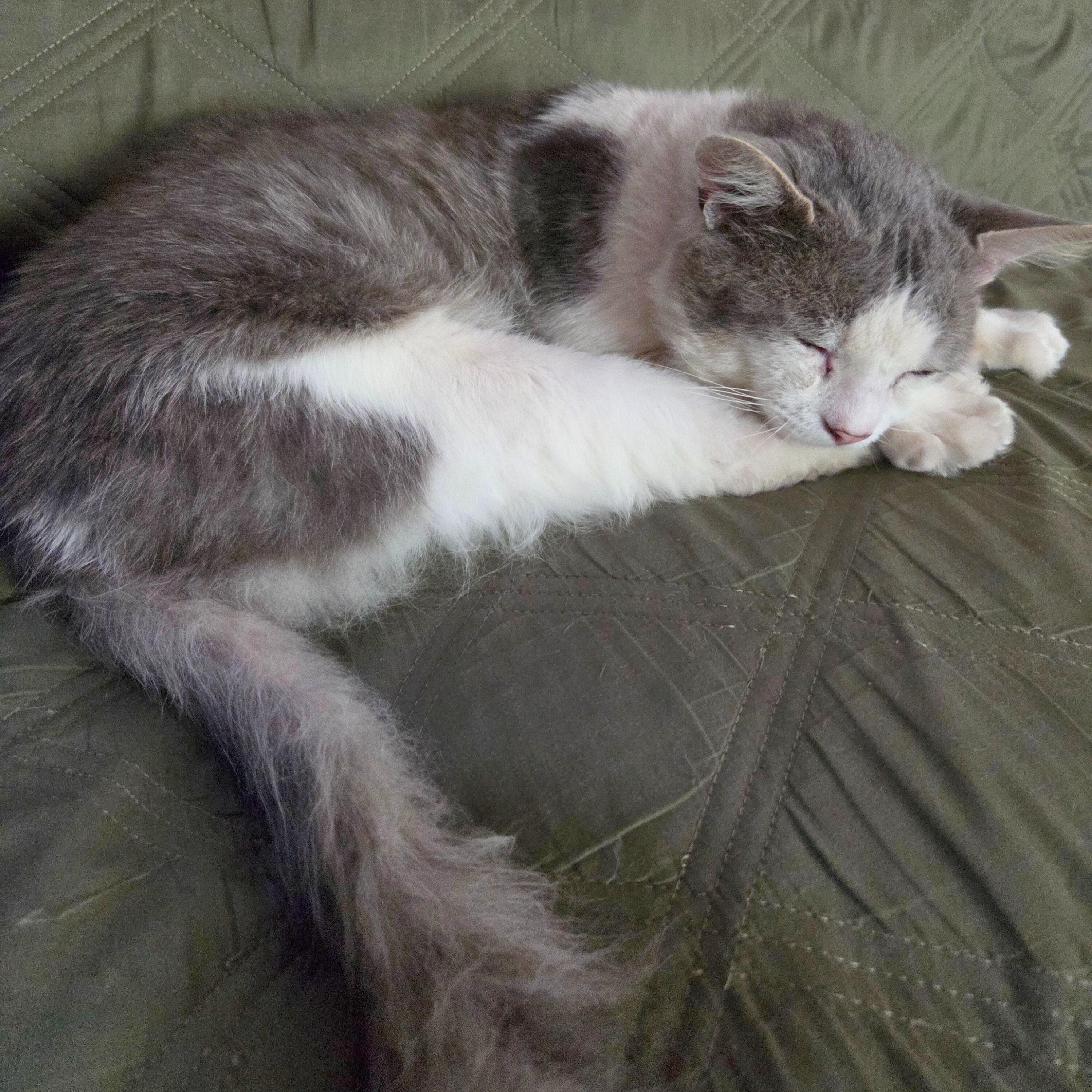 Cloud, a Adoptable mixed breed in Benicia, CA image 4/5