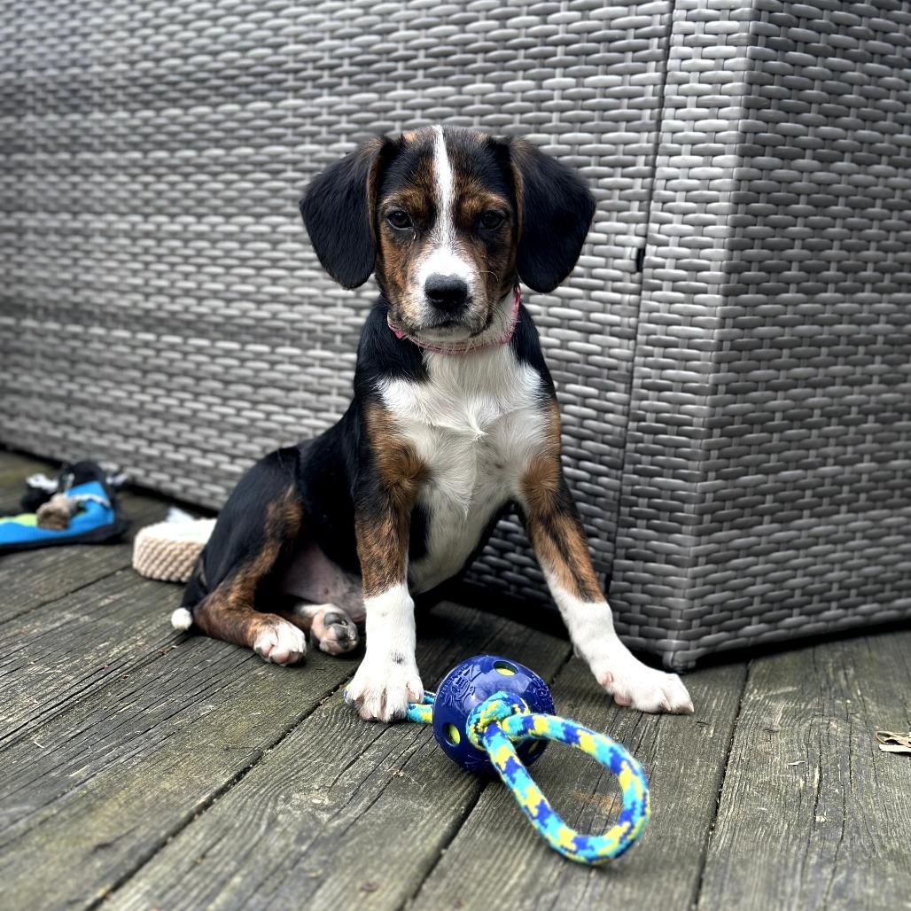 Enlarge Greta, a Adoptable mixed breed in Southington, OH image 1/4