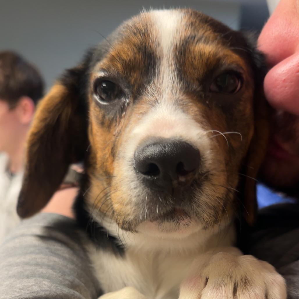 Enlarge Greta, a Adoptable mixed breed in Southington, OH image 2/4