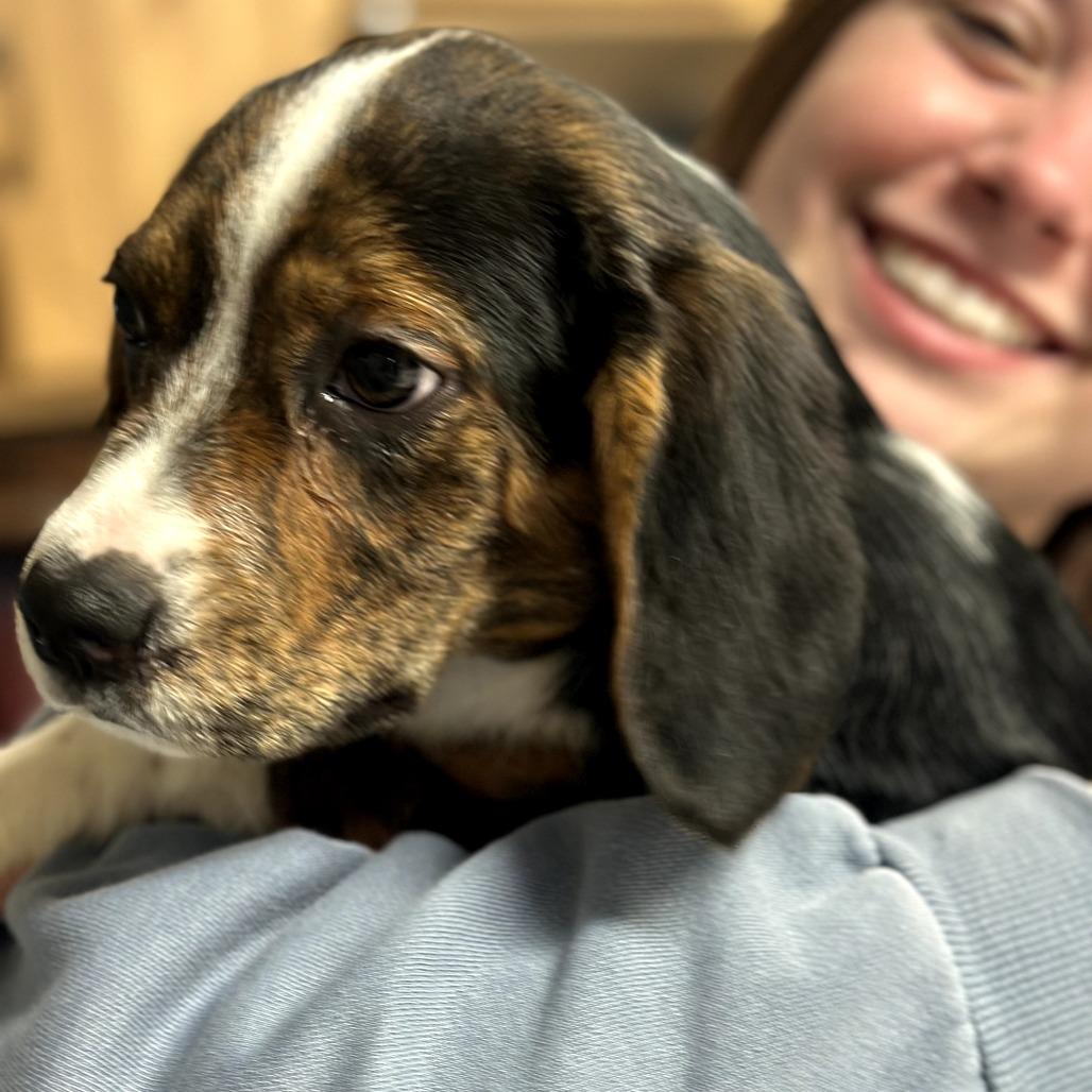 Enlarge Greta, a Adoptable mixed breed in Southington, OH image 3/4