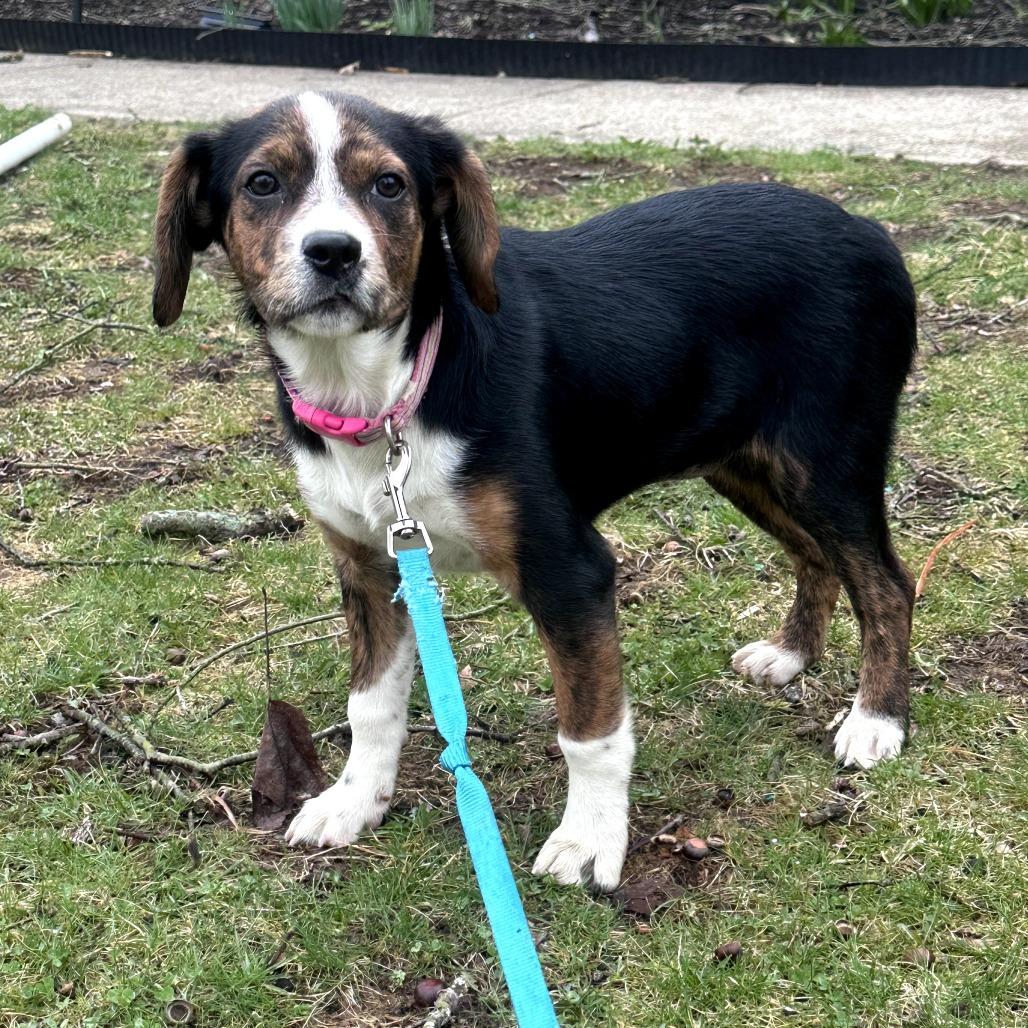 Enlarge Greta, a Adoptable mixed breed in Southington, OH image 4/4