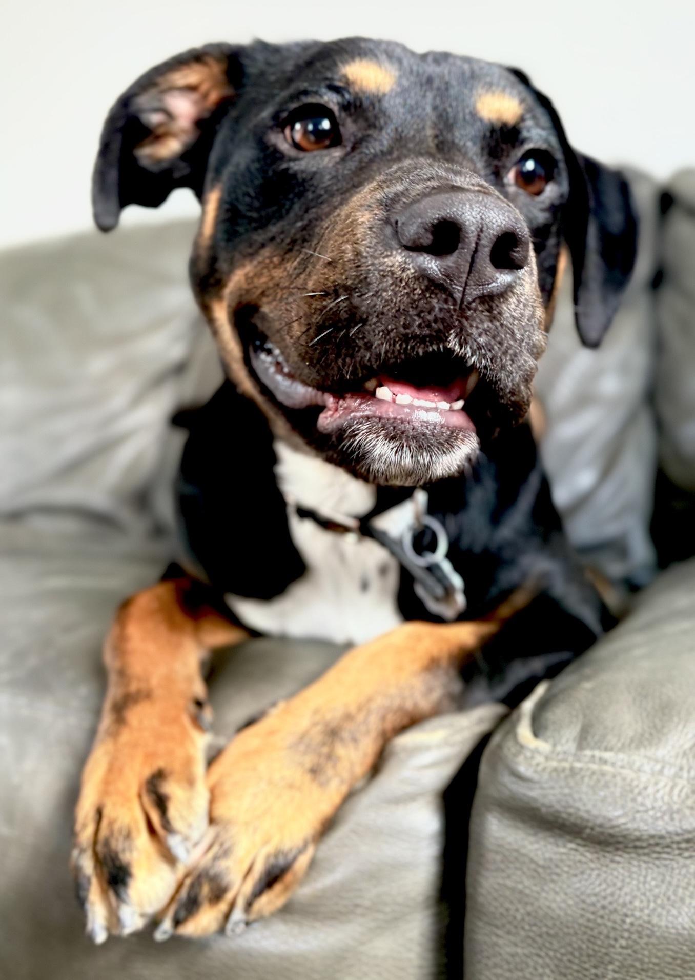 Enlarge Freya, a Adopted mixed breed in Oxford, MI image 6/6