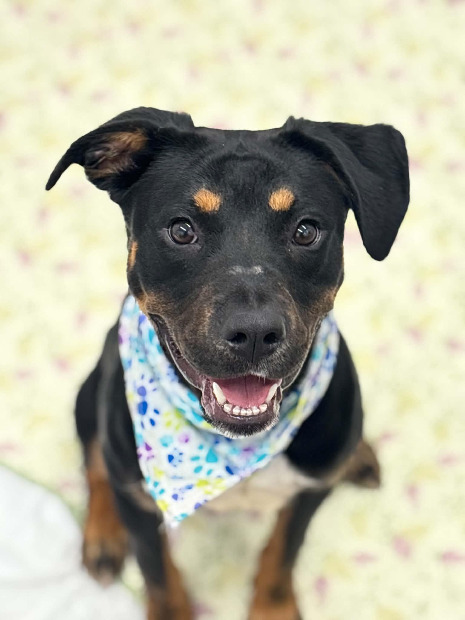 Enlarge Freya, a Adopted mixed breed in Oxford, MI image 3/6